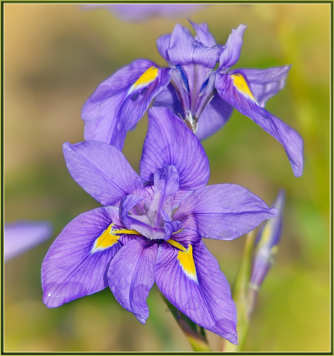 Sigma 120-400mm F4.5-5.6 DG OS HSM sample photo. Wild iris photography