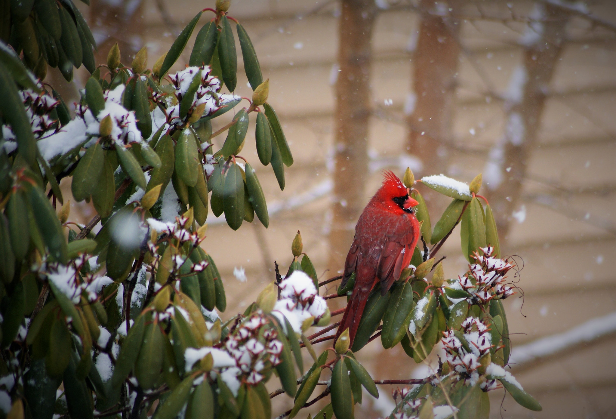 Sony Alpha DSLR-A200 + Sony DT 55-200mm F4-5.6 SAM sample photo. Winter cardinal photography