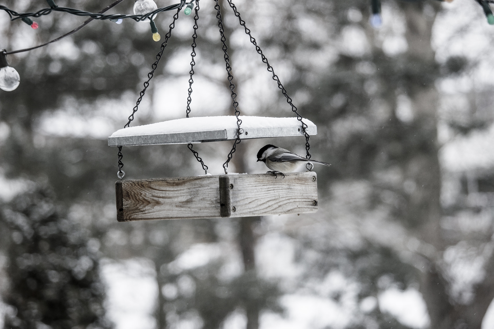 Canon EOS 600D (Rebel EOS T3i / EOS Kiss X5) + Canon EF-S 55-250mm F4-5.6 IS STM sample photo. Sunday chickadee photography