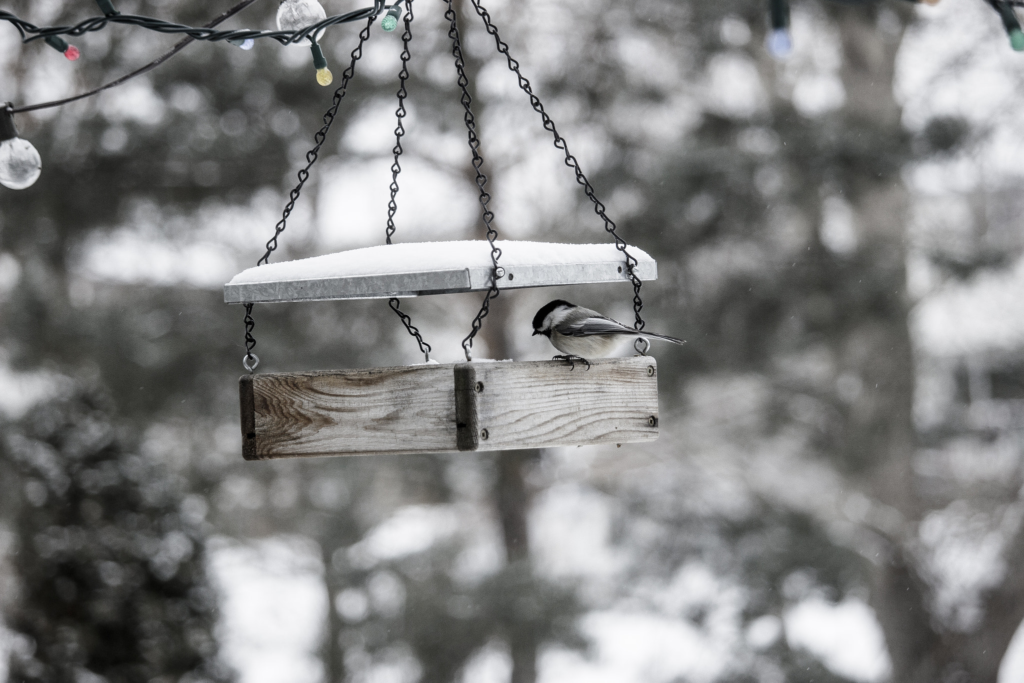 Canon EF-S 55-250mm F4-5.6 IS STM sample photo. Sunday chickadee photography