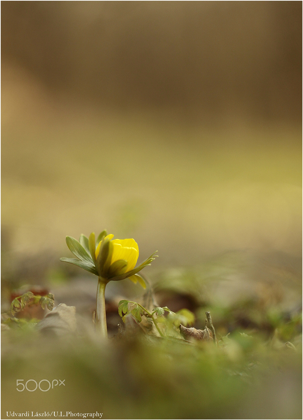Canon EF 35-80mm f/4-5.6 sample photo. Flover photography