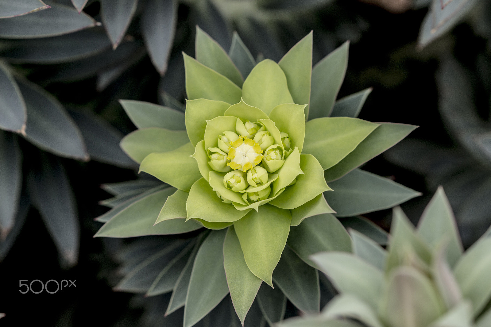 Canon EF 100mm F2.8 Macro USM sample photo. Flower photography