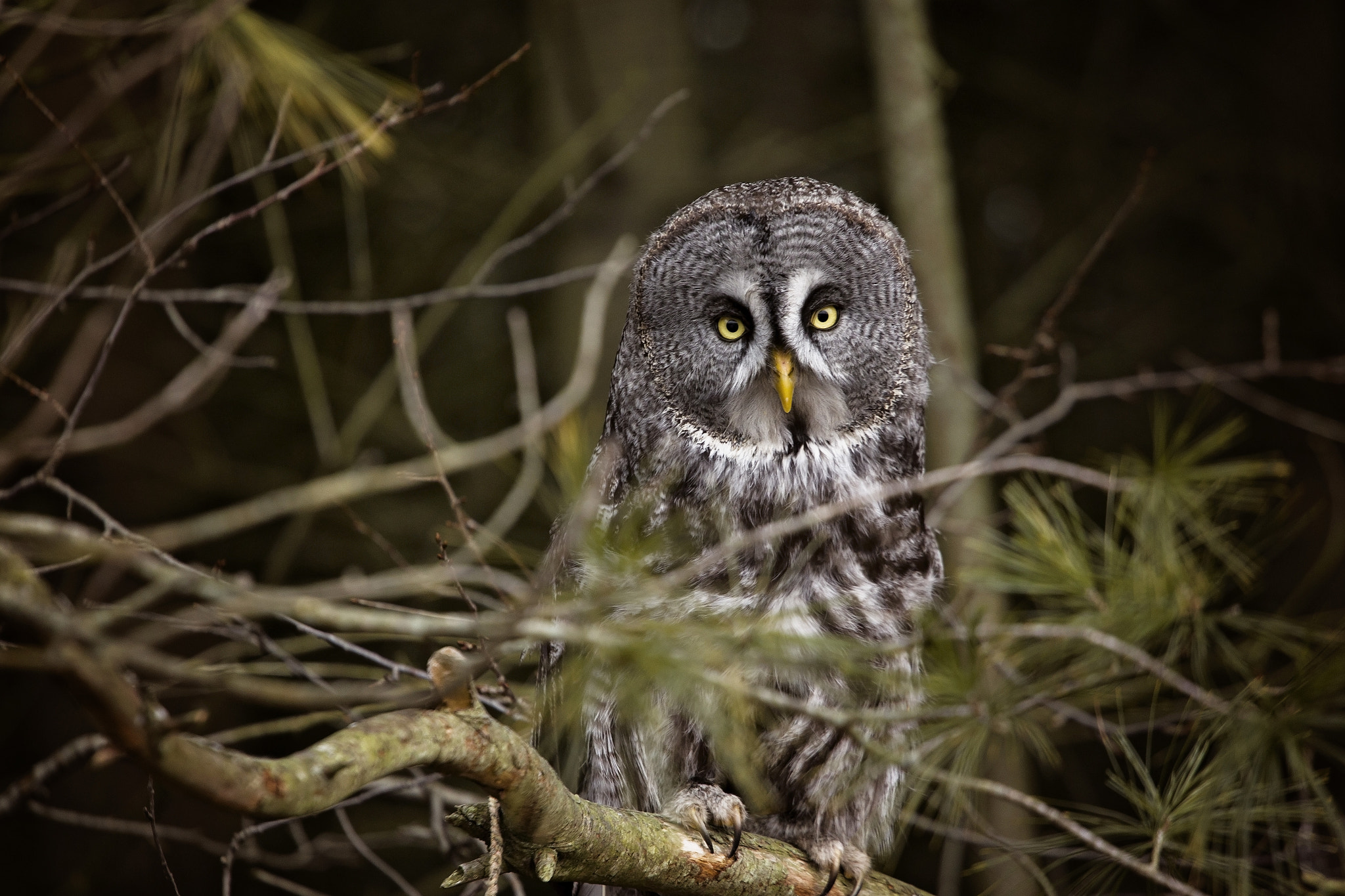 Canon EOS 6D + Canon EF 70-200mm F4L USM sample photo. Great grey owl photography