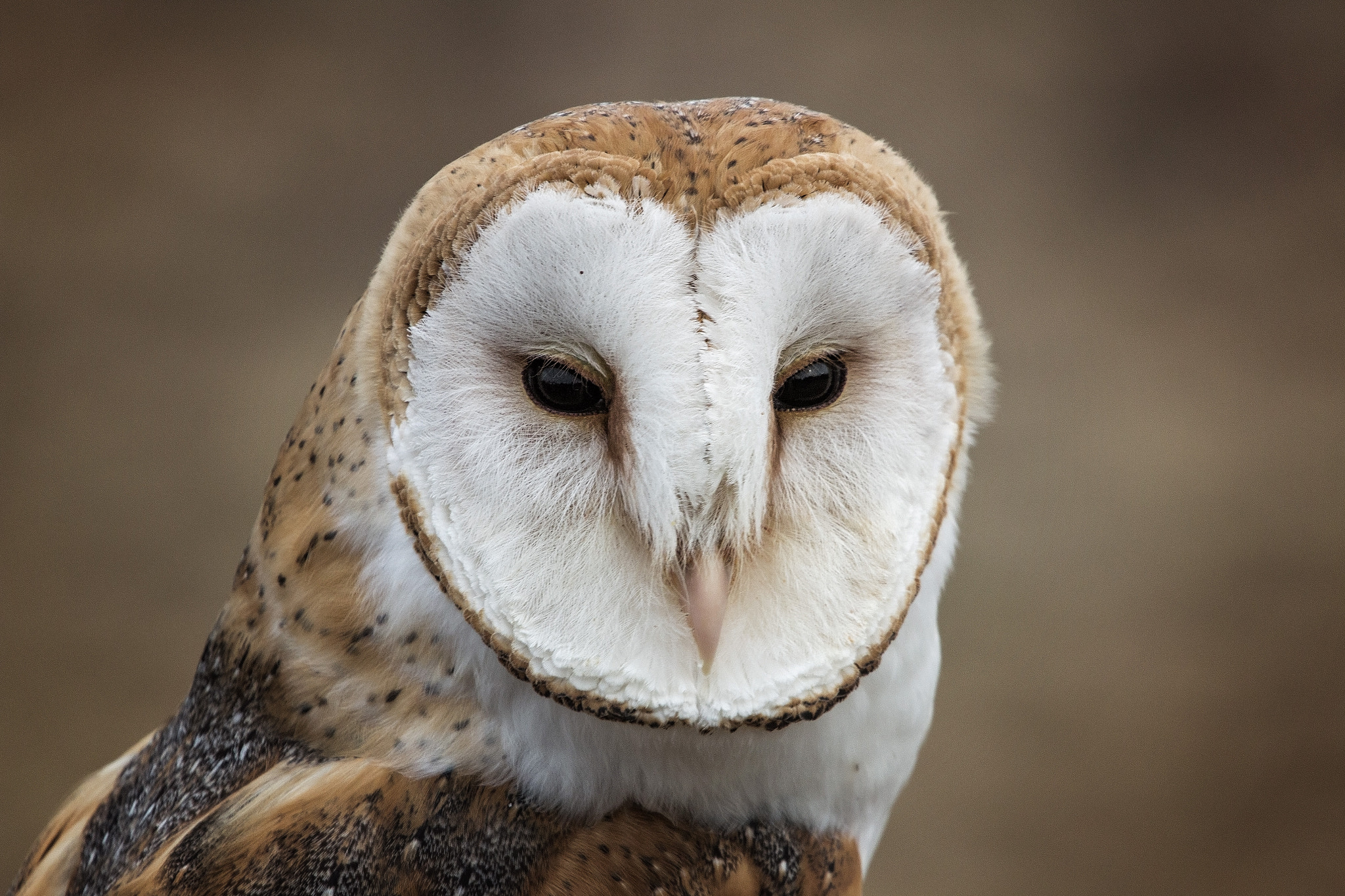 Canon EF 70-200mm F4L USM sample photo. Barn owl photography