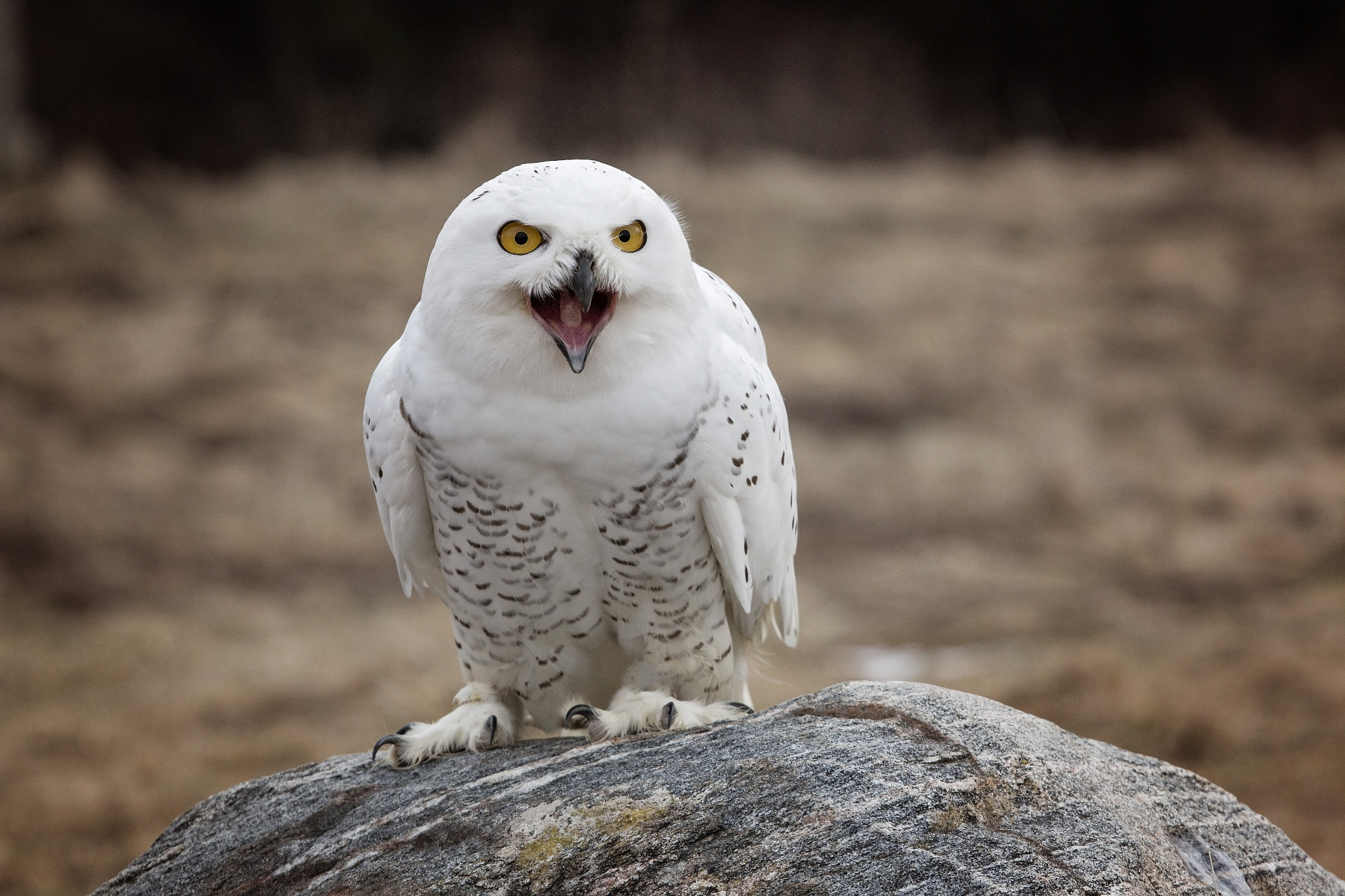 Canon EF 70-200mm F4L USM sample photo. Snowy owl photography