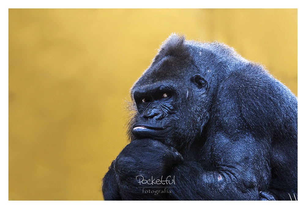 Pentax K-3 sample photo. Gorilla photography