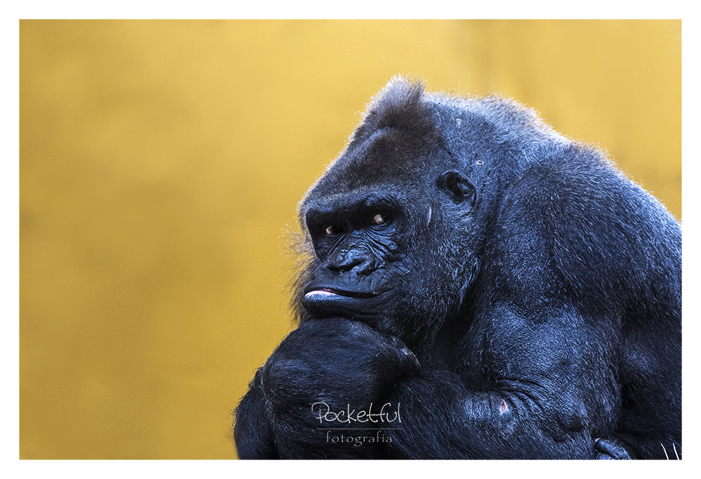 Pentax K-3 + Sigma 70-200mm F2.8 EX DG OS HSM sample photo. Gorilla photography