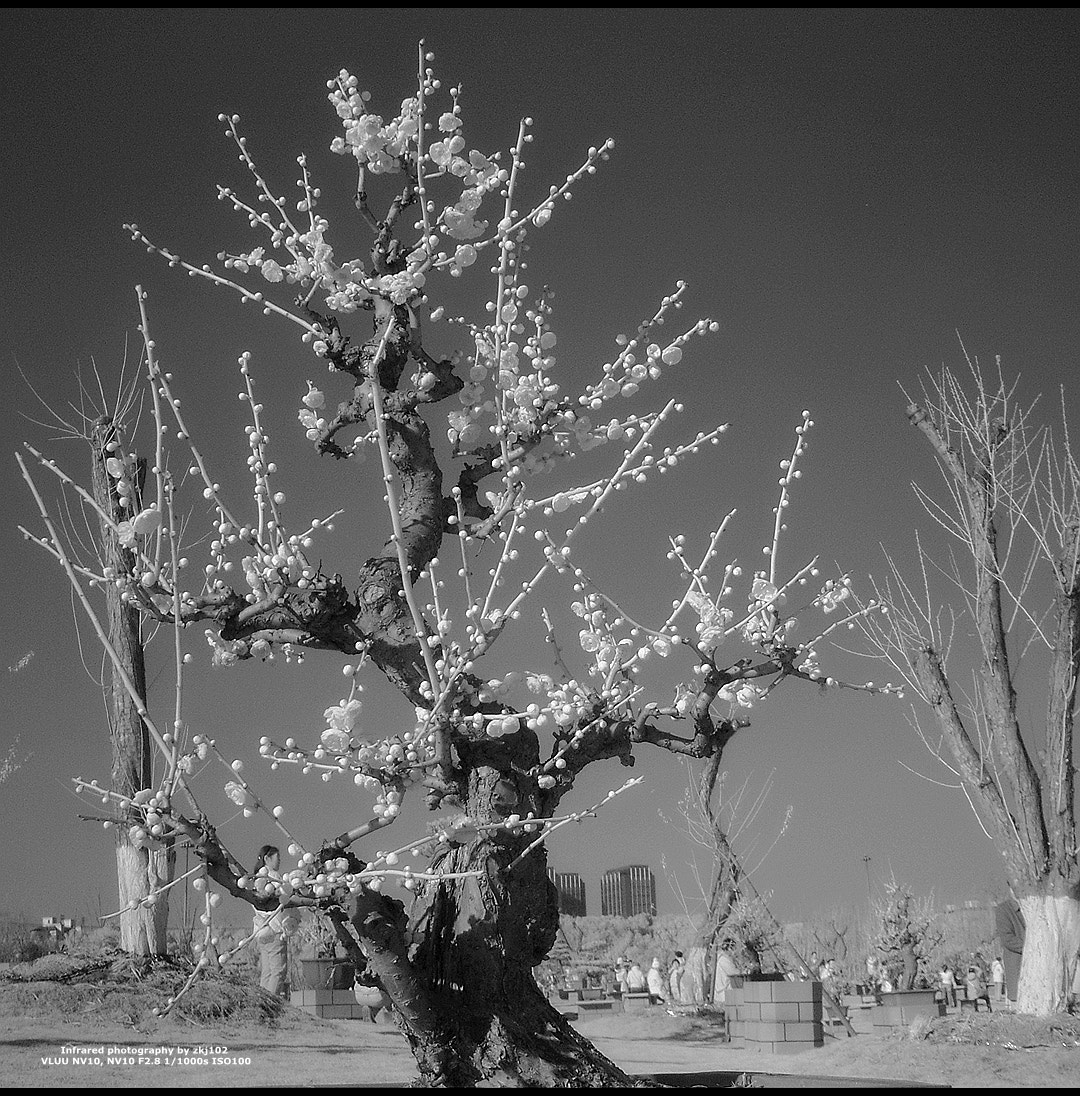 Samsung VLUU NV10, NV10 sample photo. Plum blossom photography