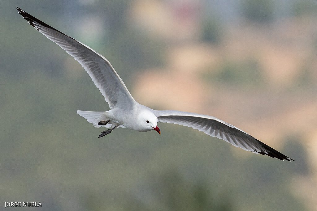 Canon EF 500mm F4L IS II USM sample photo. Gaviota de audouin (larus audouinii). photography