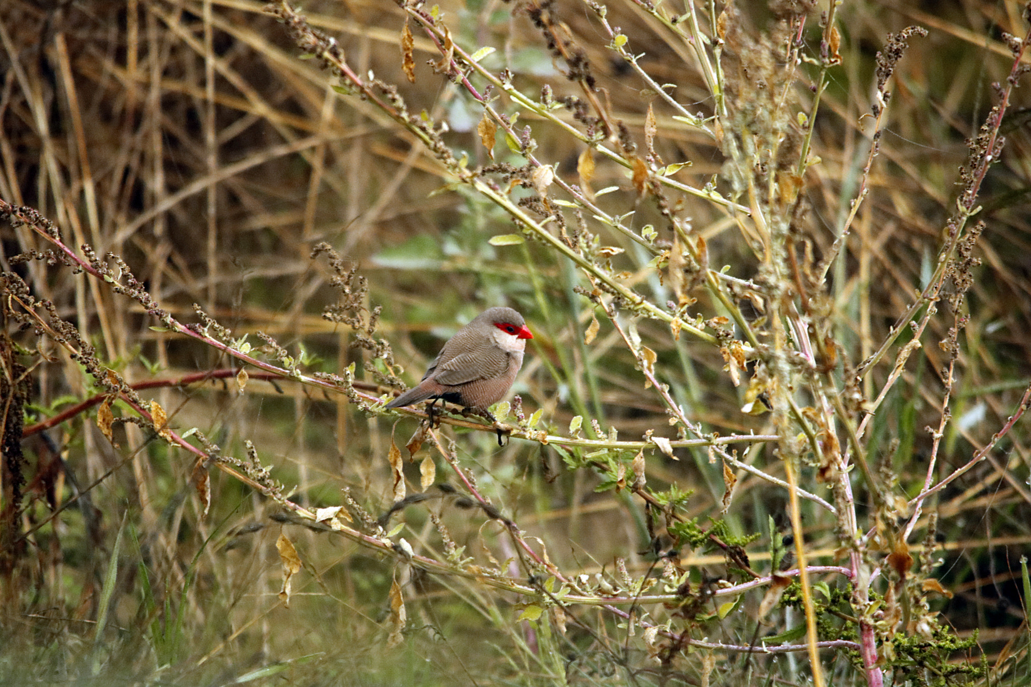Sigma 150-500mm F5-6.3 DG OS HSM sample photo. Bico de lacre photography