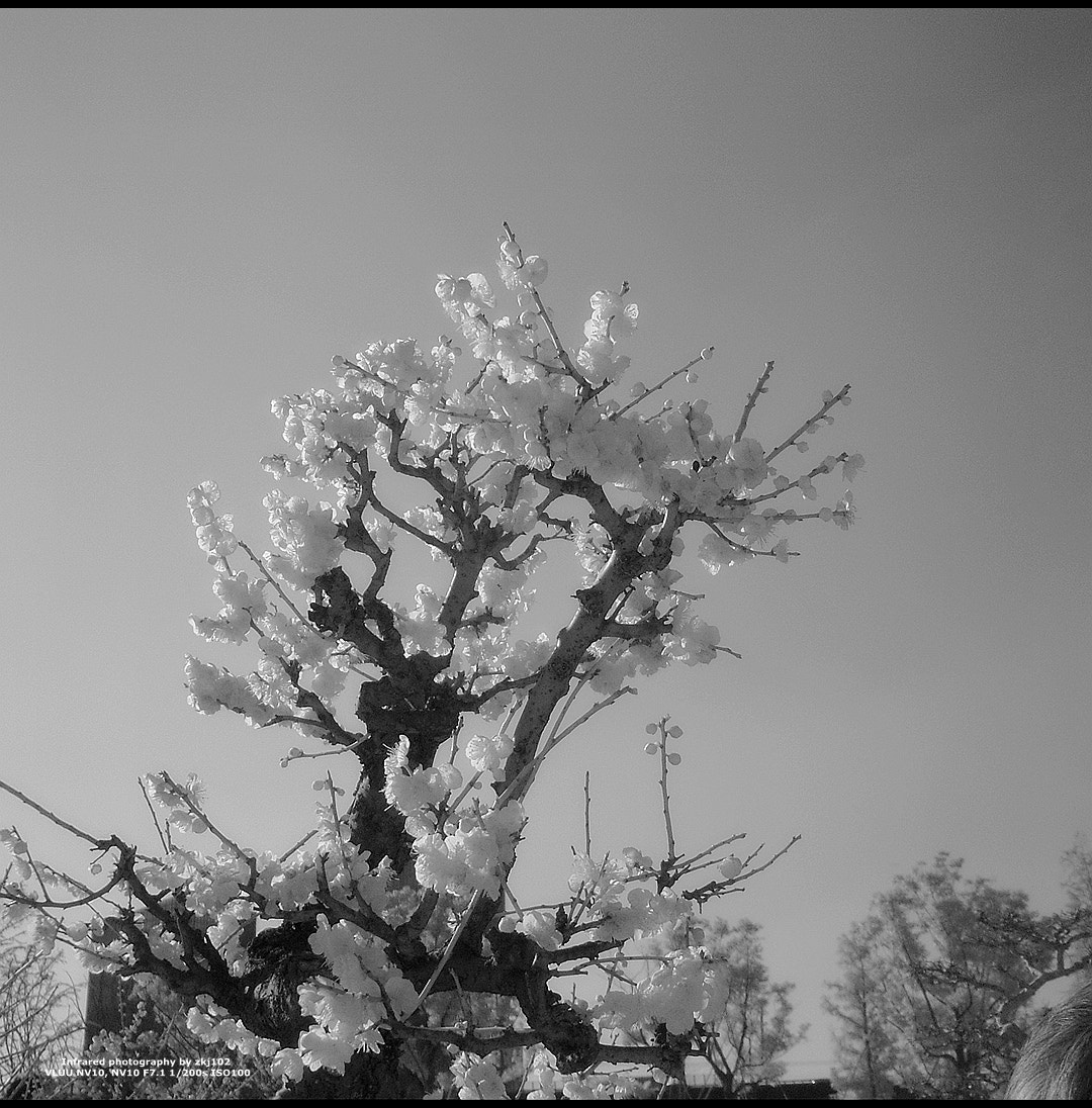 Samsung VLUU NV10, NV10 sample photo. Plum blossom photography
