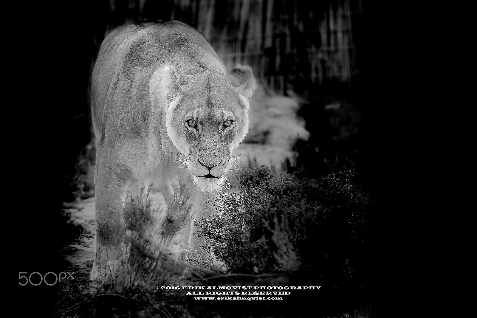 Canon EF 300mm F2.8L IS II USM sample photo. The lioness photography