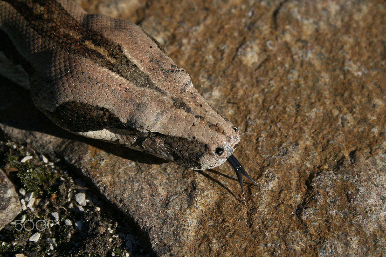 Canon EOS 400D (EOS Digital Rebel XTi / EOS Kiss Digital X) sample photo. Boa c. constrictor showing the splitted tongue photography