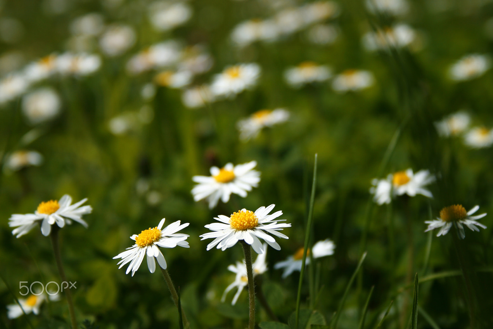 Canon EF-S 18-55mm F3.5-5.6 sample photo. Daisy field photography