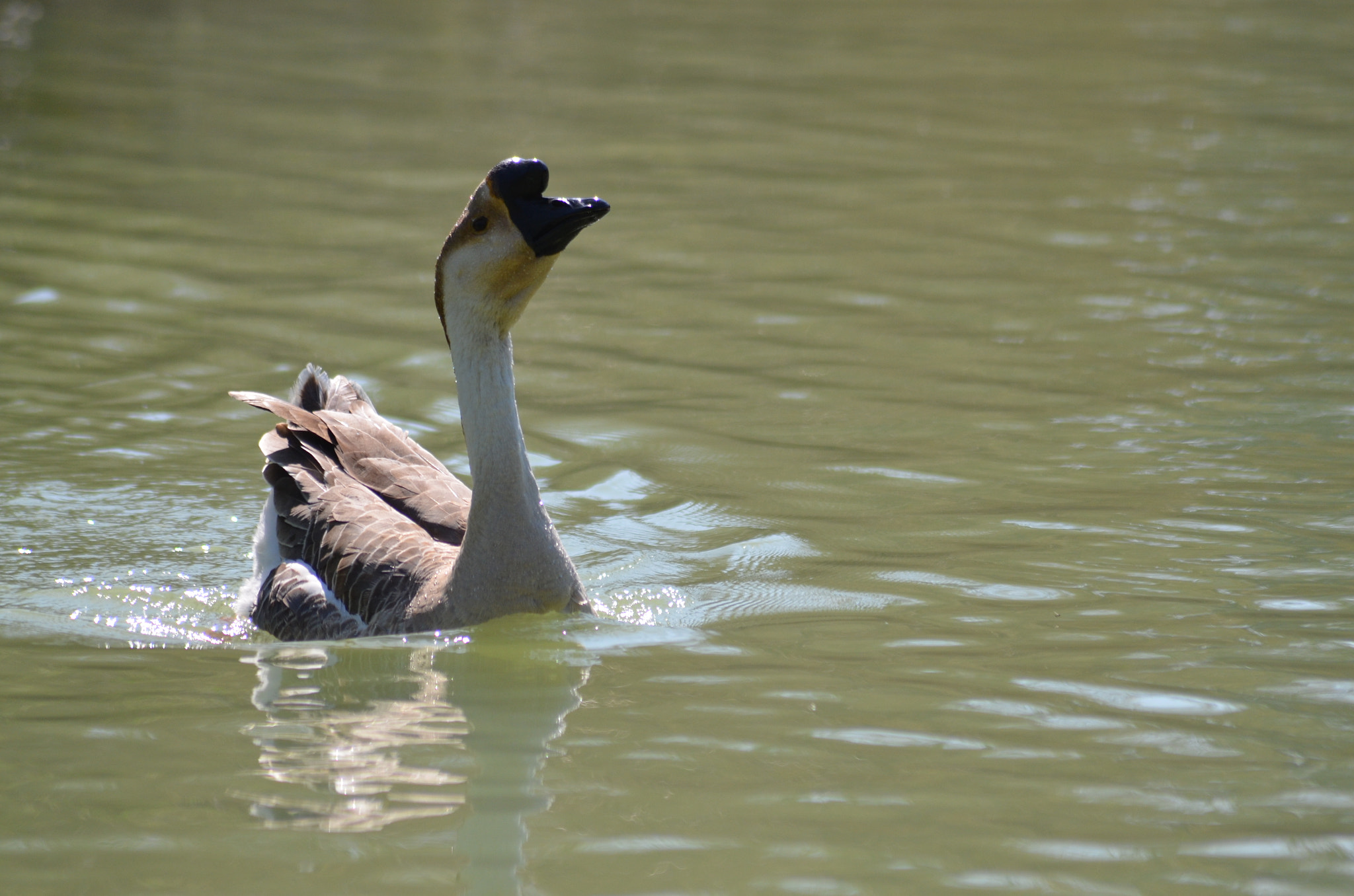 Nikon D5100 + Sigma 70-300mm F4-5.6 APO DG Macro sample photo. Duck2 photography