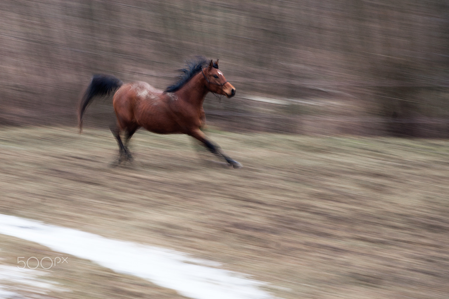 Canon EOS 5D + Canon EF 70-200mm F4L USM sample photo. Horse photography