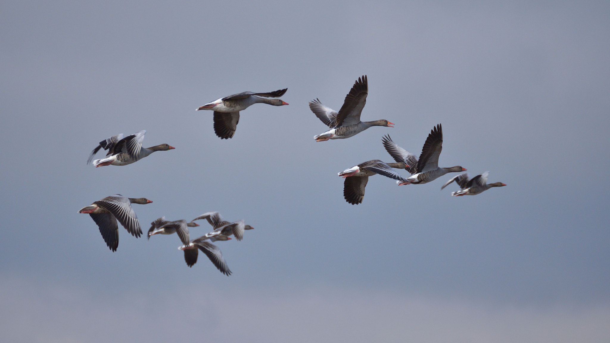Nikon D5500 sample photo. Wild geese photography