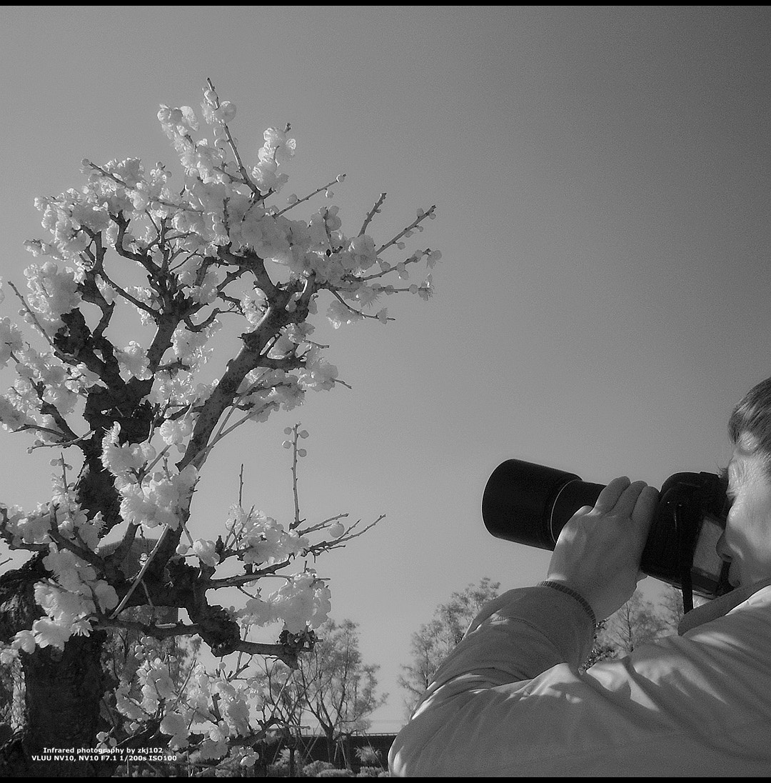 Samsung VLUU NV10, NV10 sample photo. Plum blossom photography