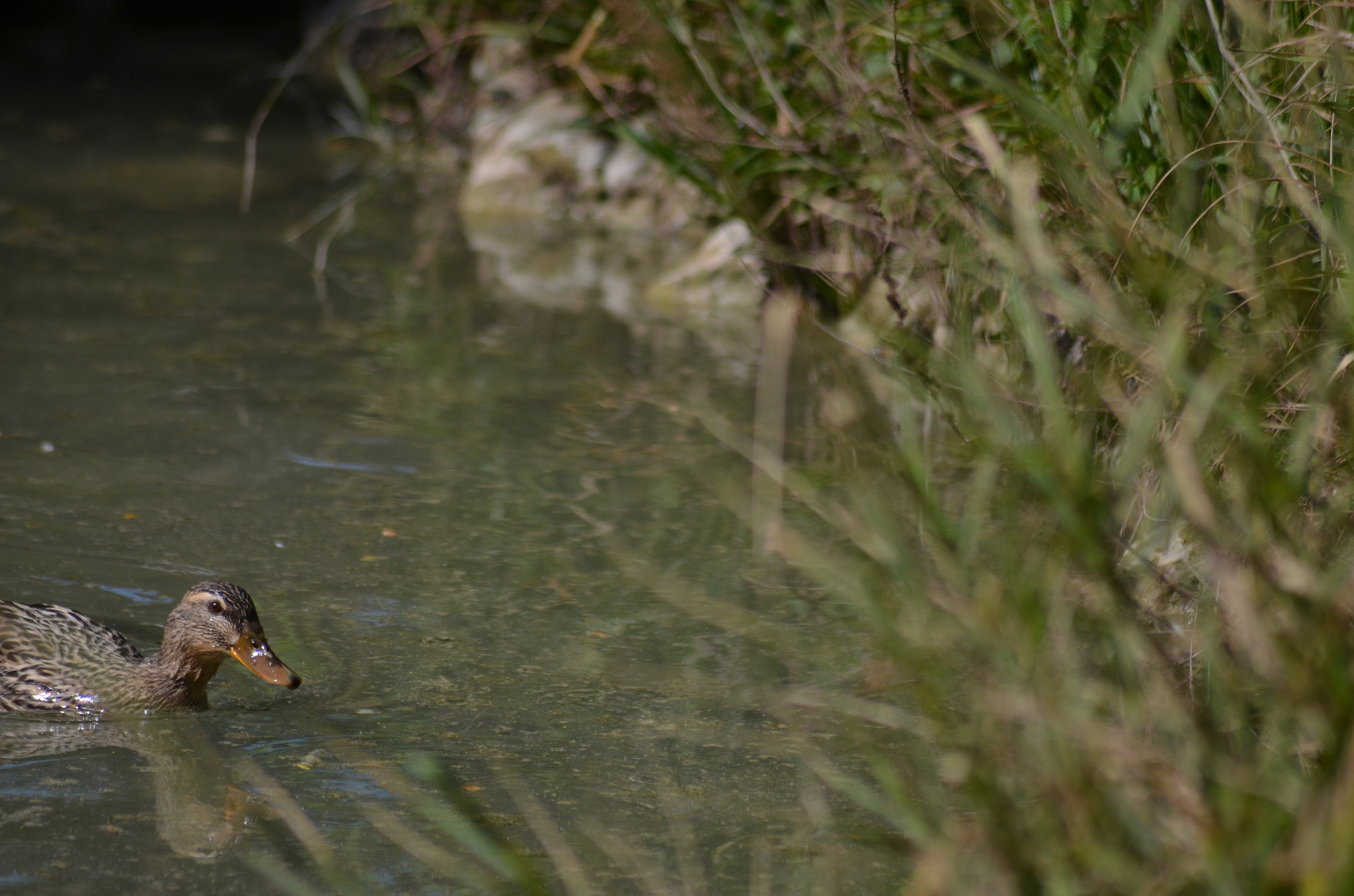 Sigma 70-300mm F4-5.6 APO DG Macro sample photo. Duck4 photography