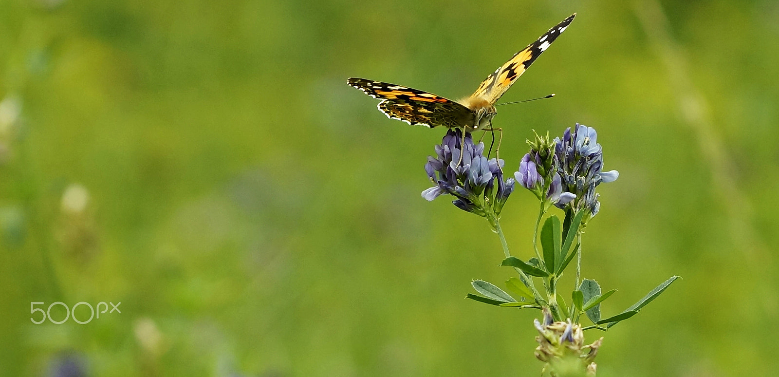 90mm F2.8 Macro SSM sample photo. Cosmopolitan butterfly 2 photography