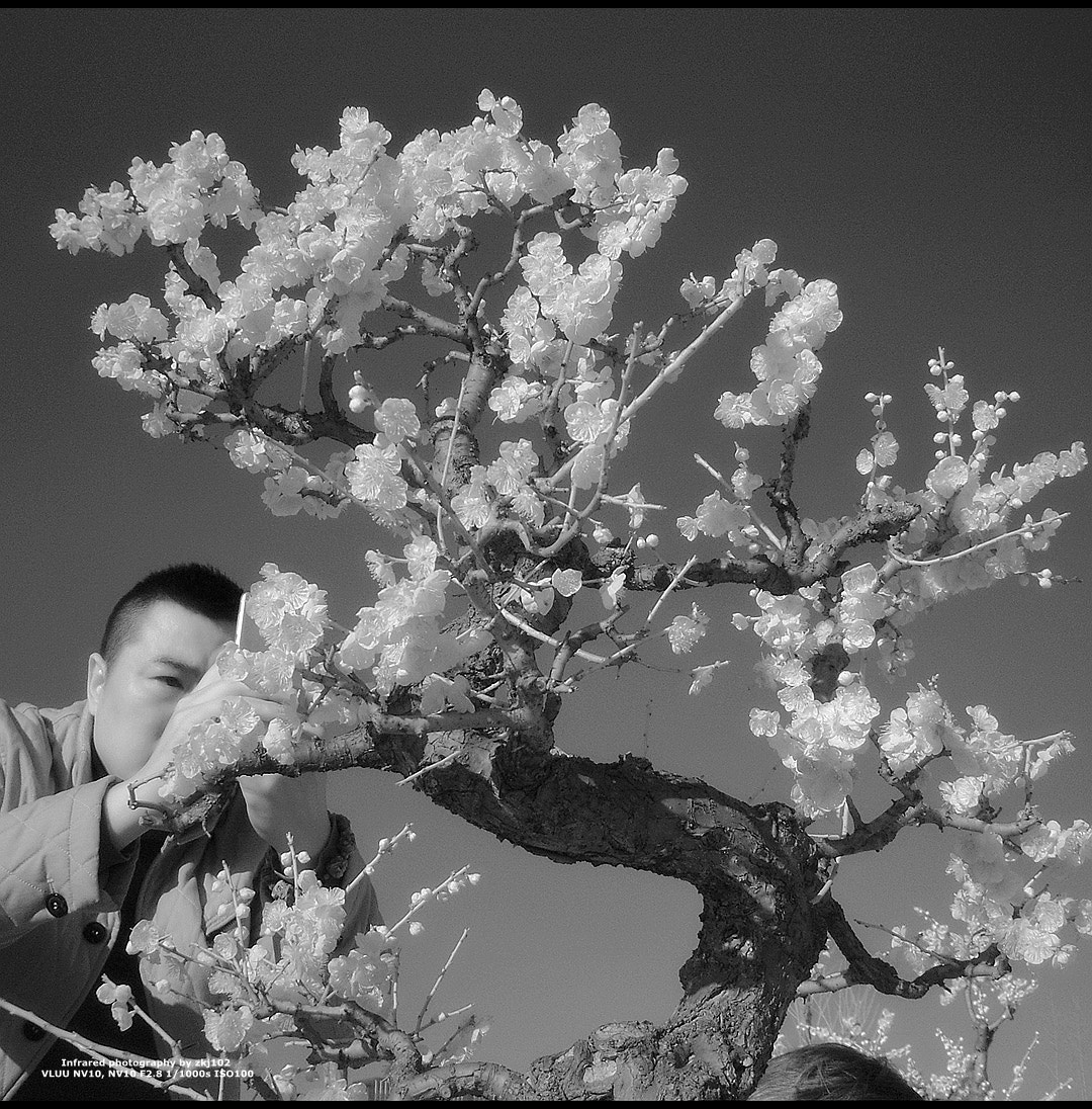 Samsung VLUU NV10, NV10 sample photo. Plum blossom photography