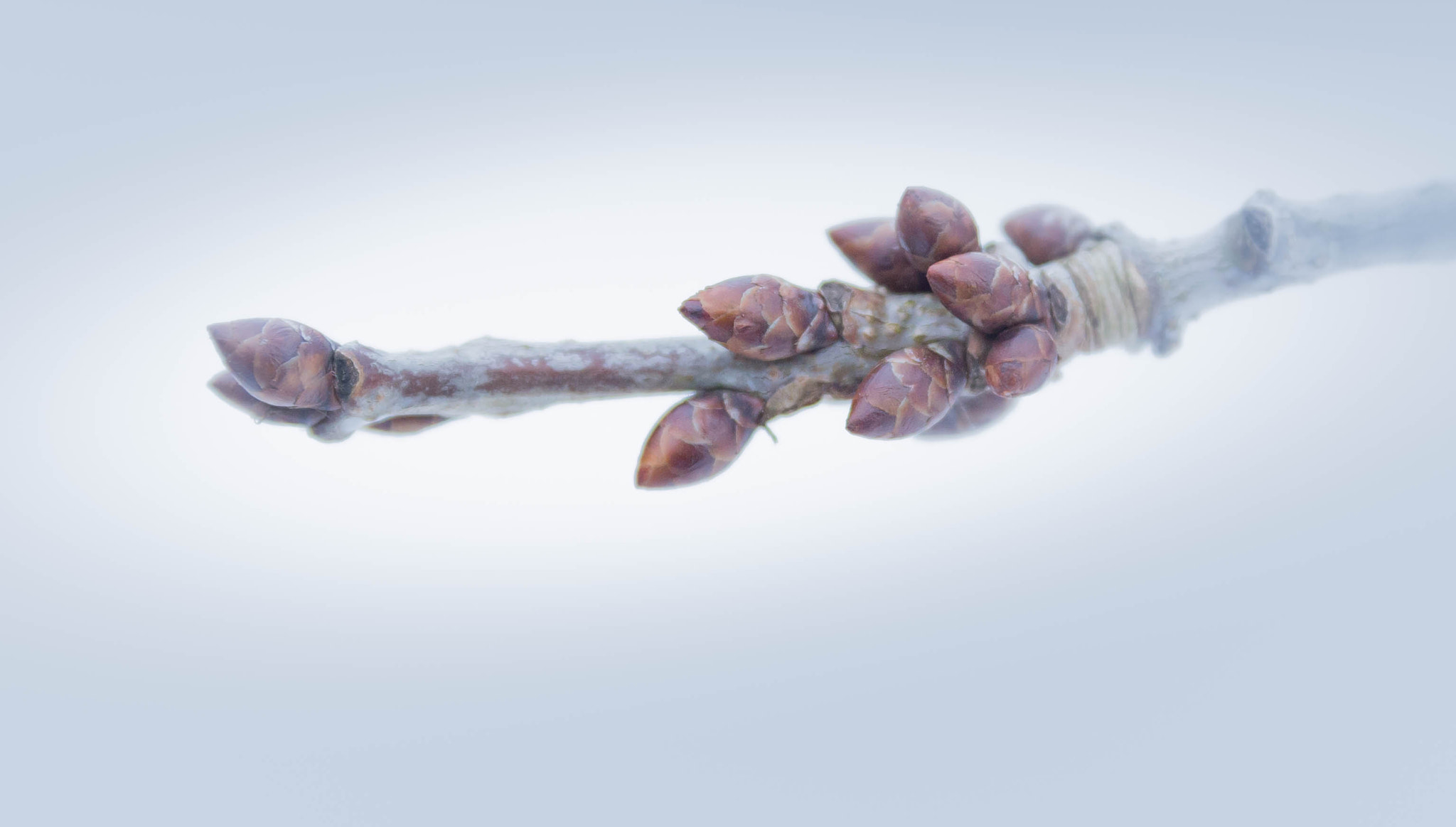 Canon EF-S 17-55mm F2.8 IS USM sample photo. Buds cherries photography