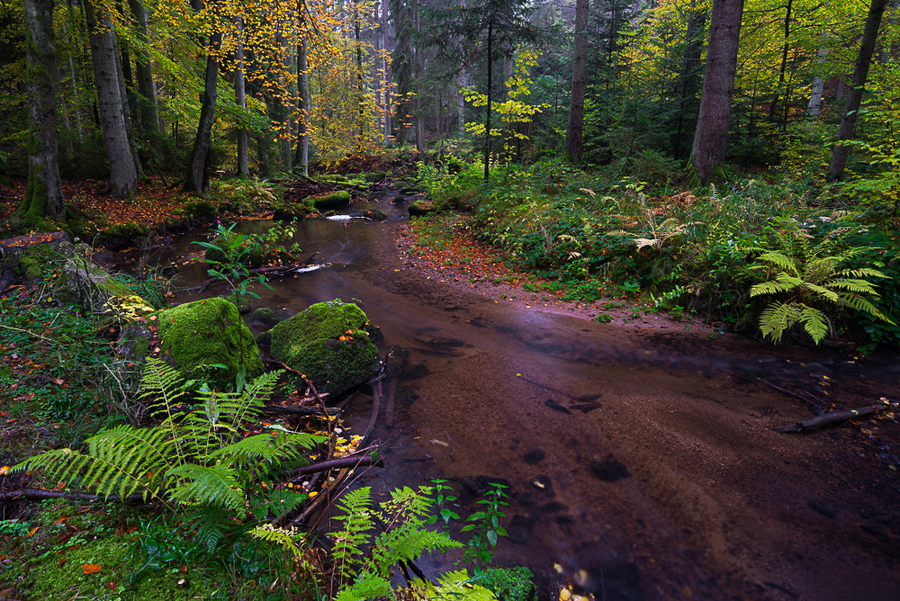 Nikon D600 sample photo. Otterbach photography