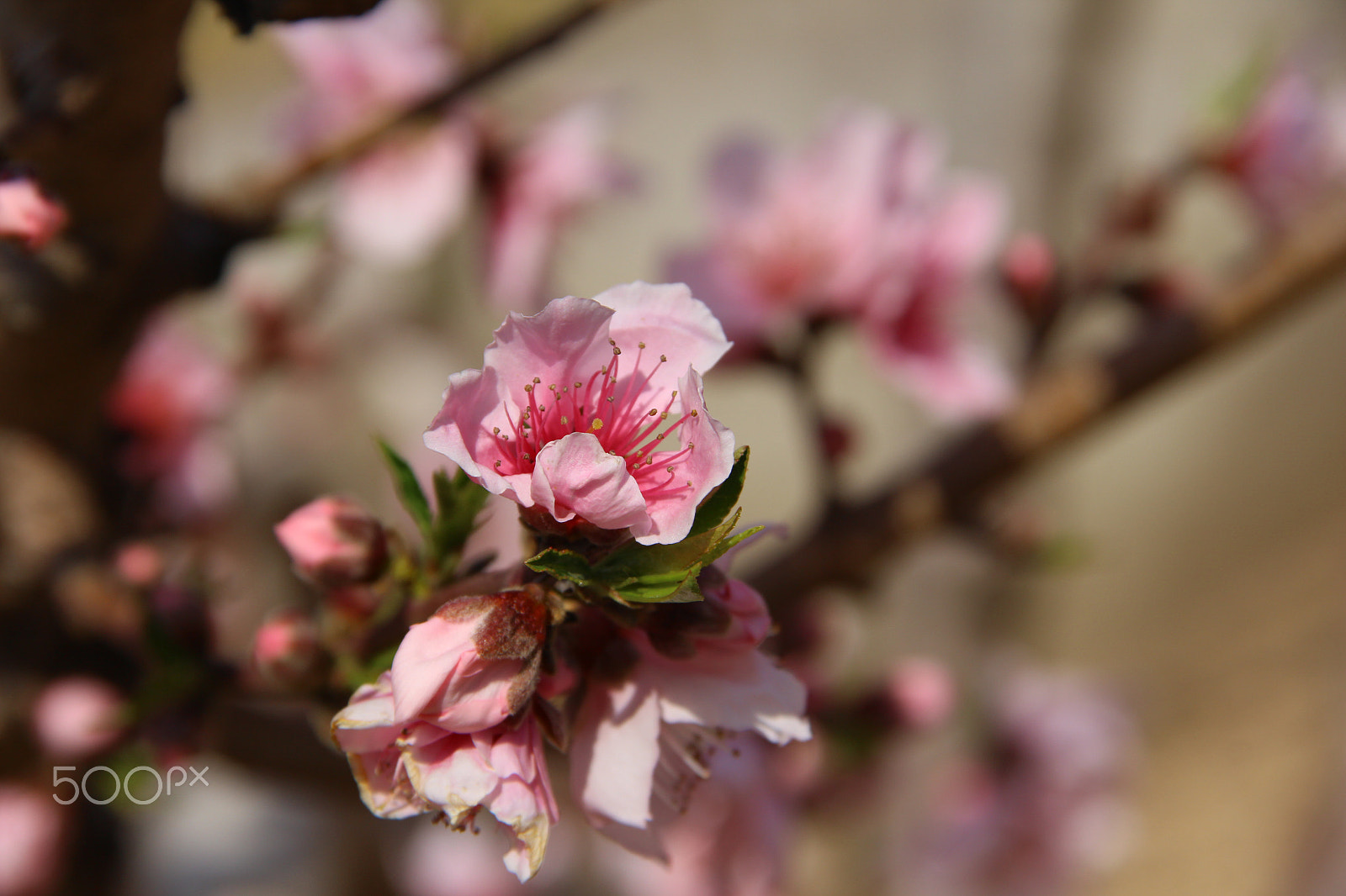 Canon EOS 650D (EOS Rebel T4i / EOS Kiss X6i) sample photo. Flower photography