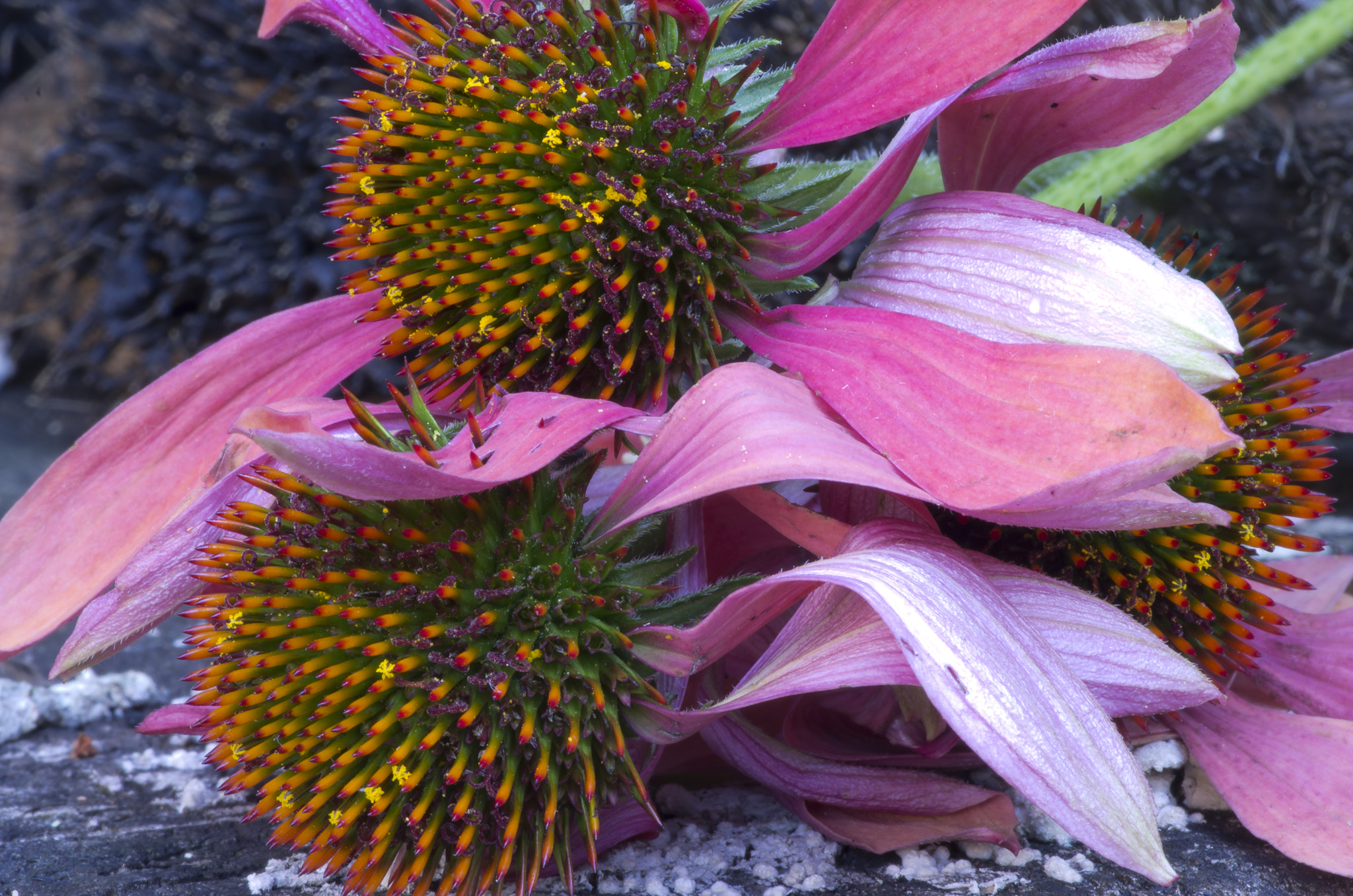 Pentax smc D-FA 100mm F2.8 Macro WR sample photo. Vergänglichkeit photography