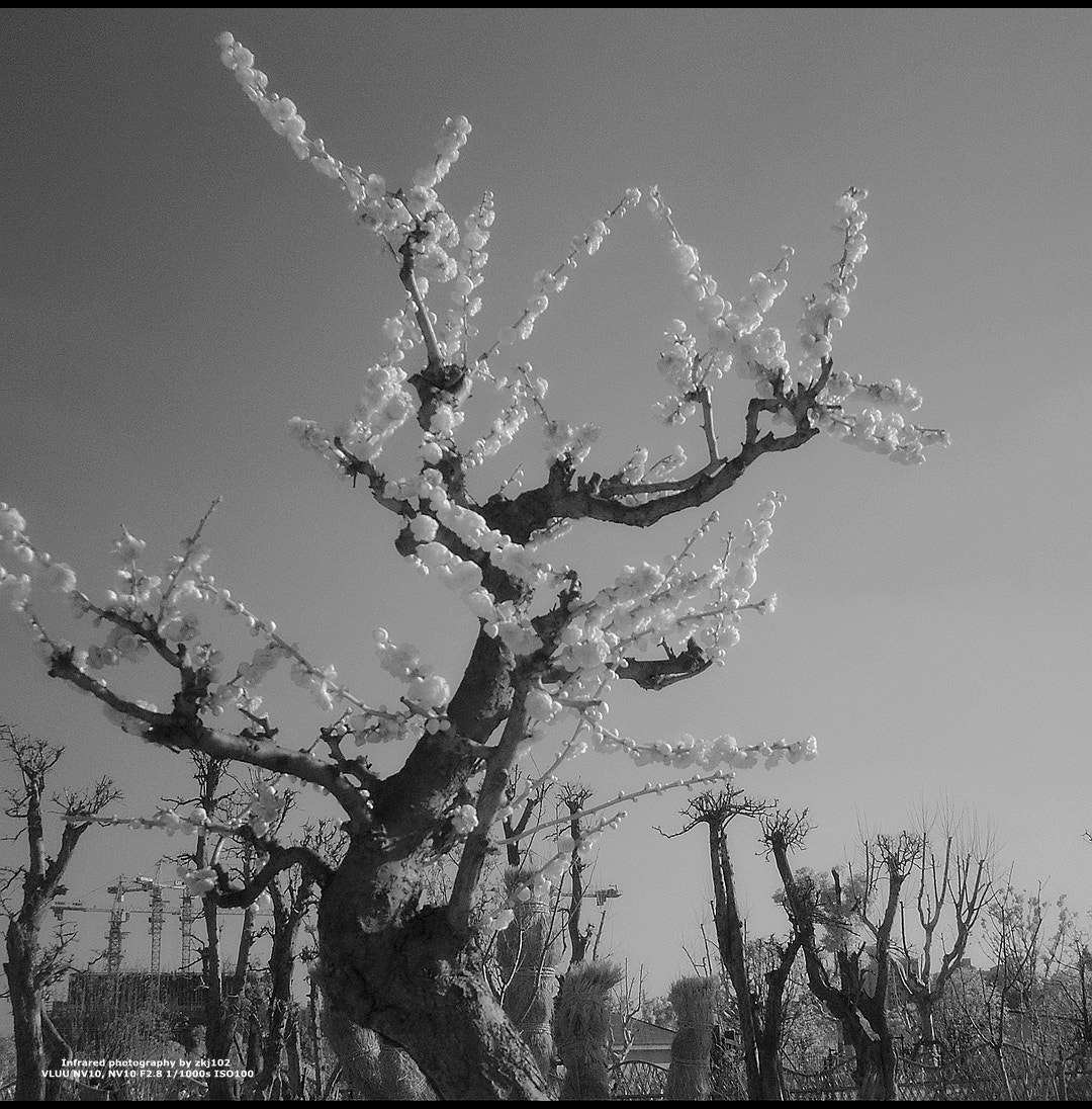 Samsung VLUU NV10, NV10 sample photo. Plum blossom photography