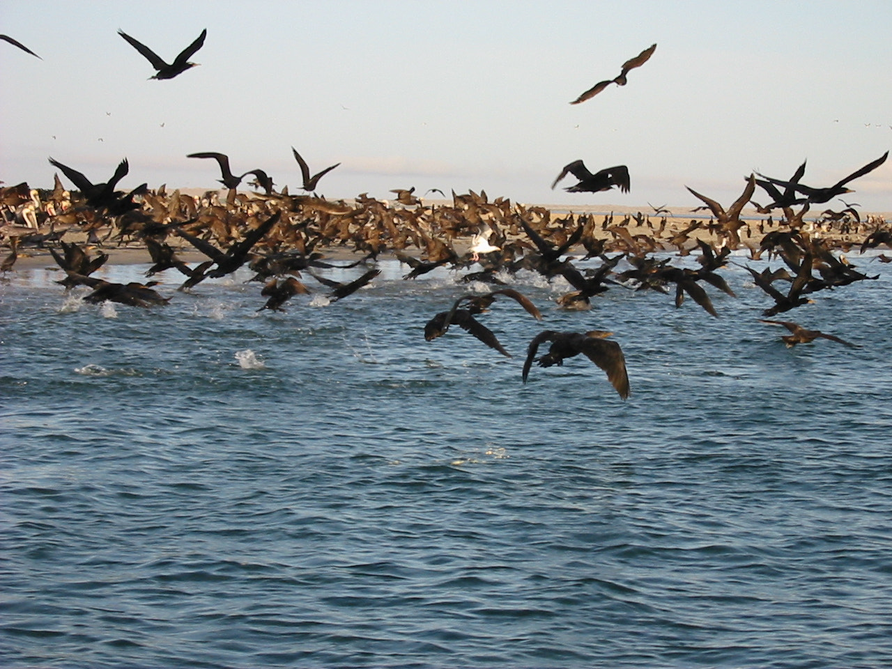 Canon POWERSHOT A10 sample photo. Birds in baja photography