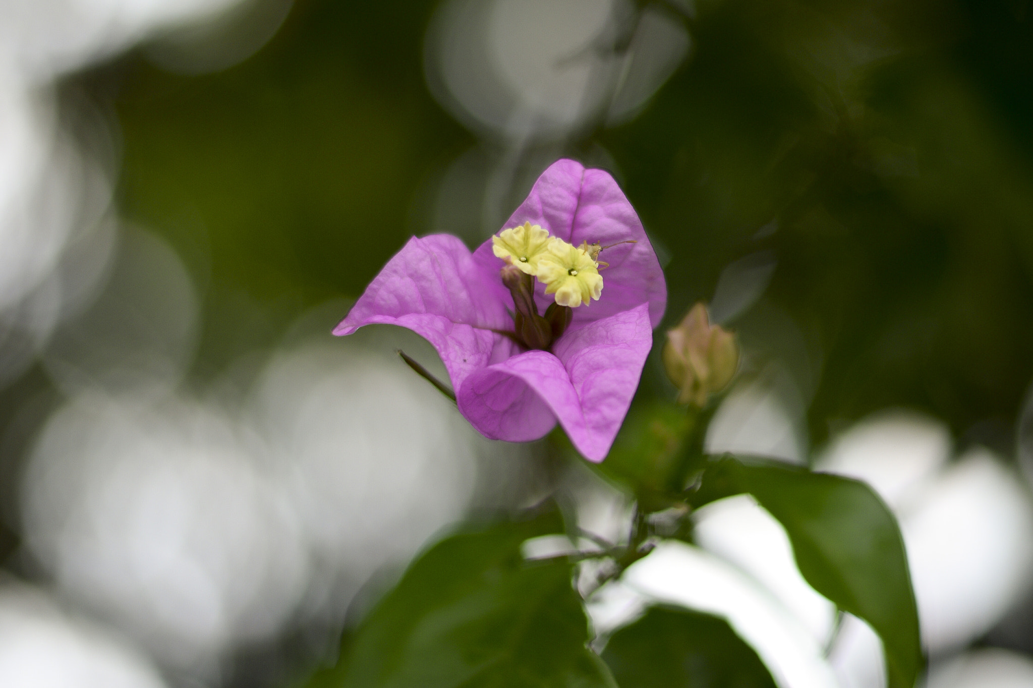 Sigma 18-200mm F3.5-6.3 DC sample photo. Domingo de flores3 photography