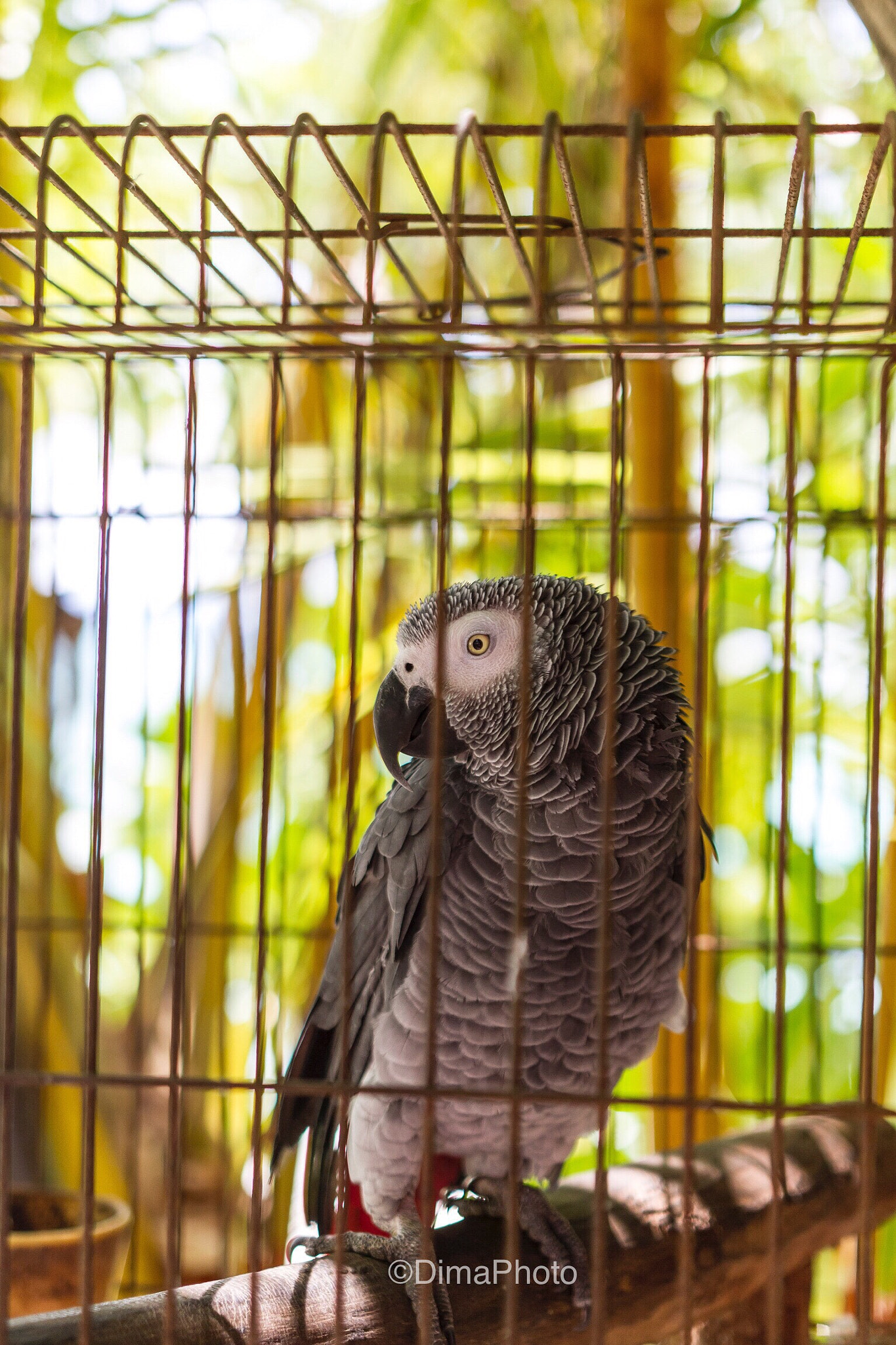 Sigma 18-35mm f/1.8 DC HSM sample photo. Dodi photography