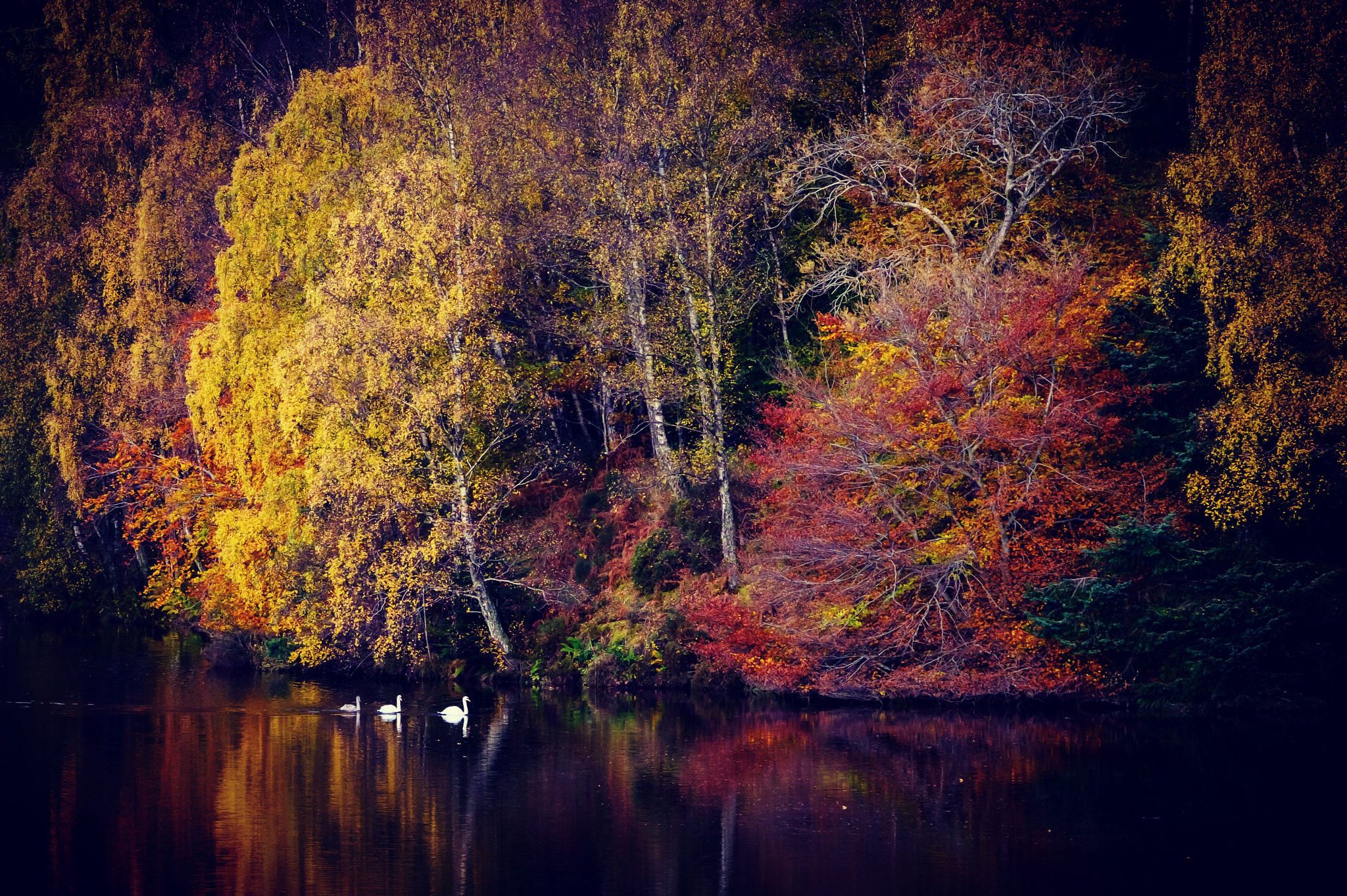 Fujifilm X-Pro2 + Fujifilm XF 50-140mm F2.8 R LM OIS WR sample photo. Swans float peacefully by me on the river garry, pitlochry. photography