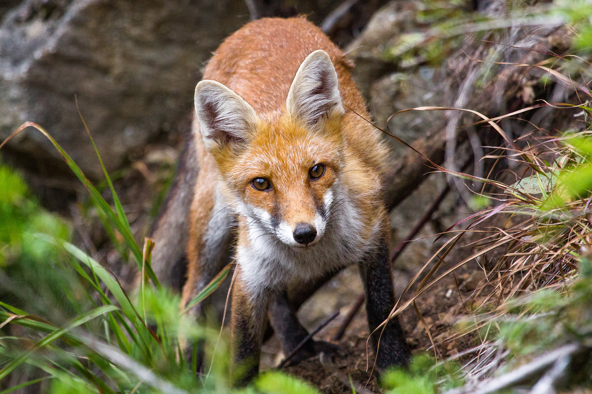Canon EF 100-400mm F4.5-5.6L IS USM sample photo. Fox photography