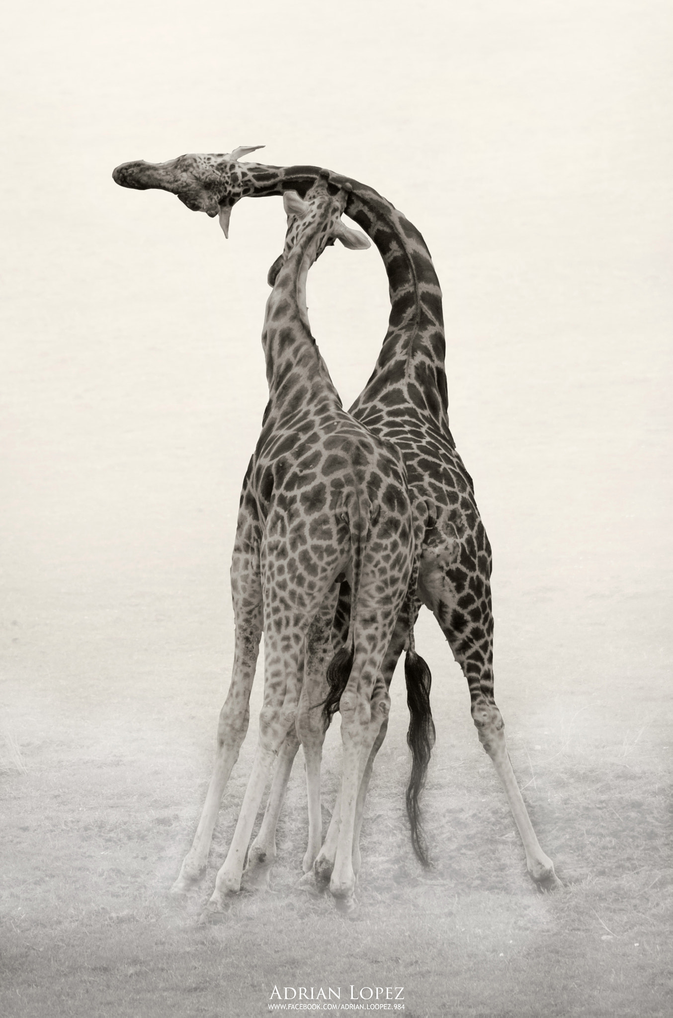 Sigma 150-500mm F5-6.3 DG OS HSM sample photo. Giraffe photography