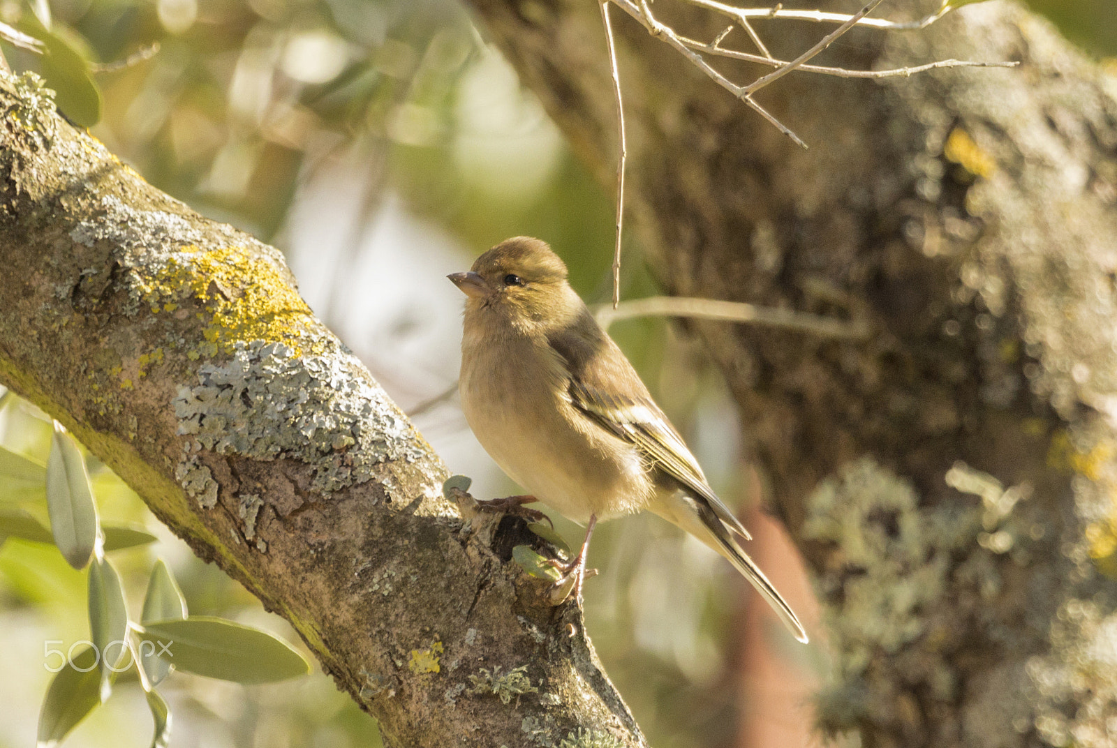 Canon EF 100-400mm F4.5-5.6L IS USM sample photo. The little bird photography