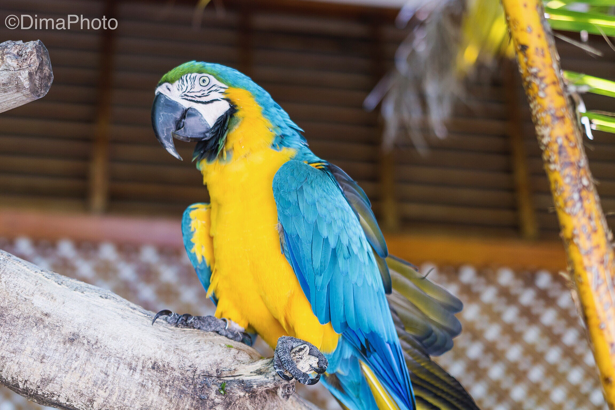 Sigma 18-35mm f/1.8 DC HSM sample photo. Tito photography