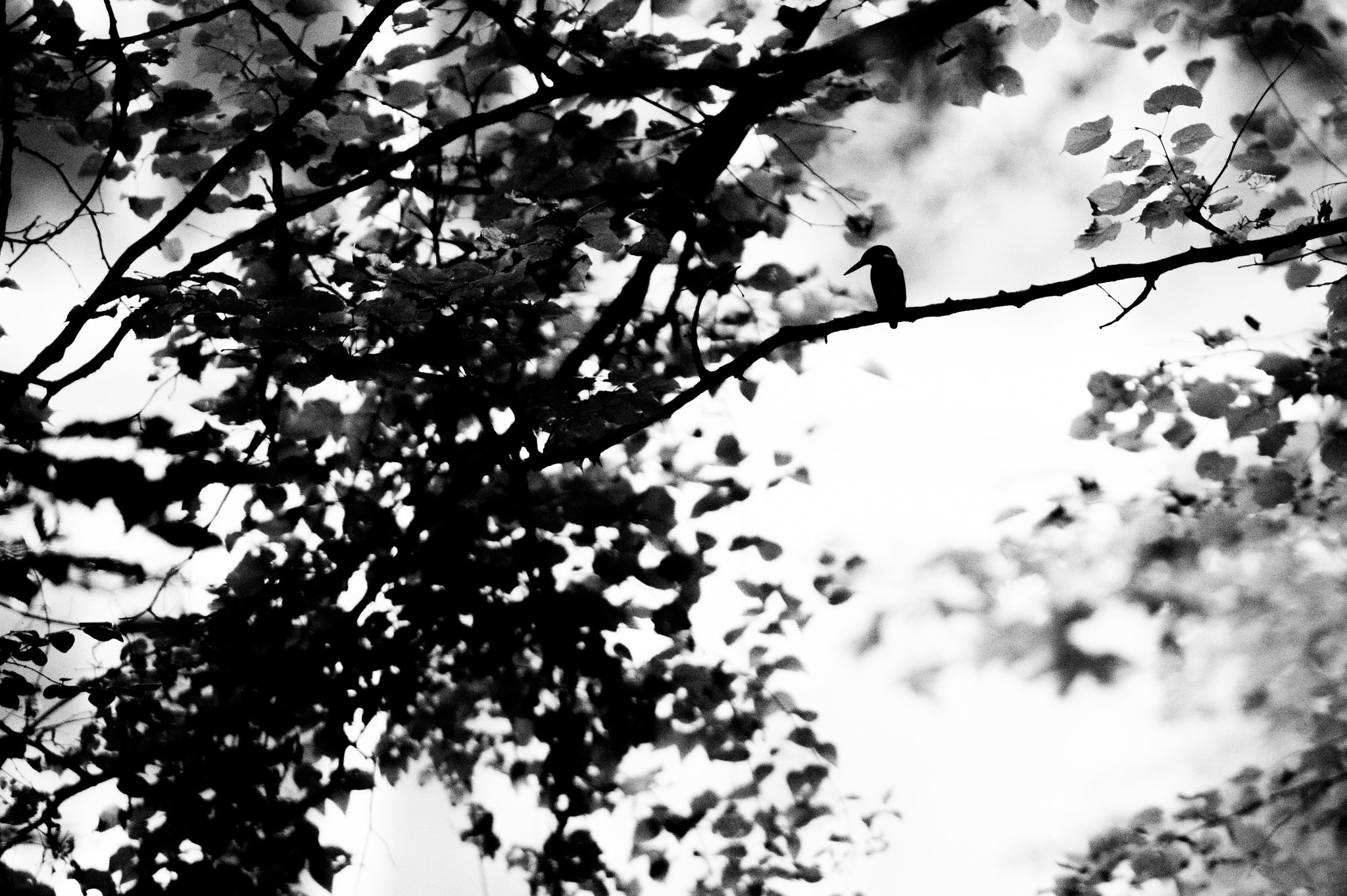 Nikon AF-S Nikkor 300mm F2.8G ED VR II sample photo. Inner city photography