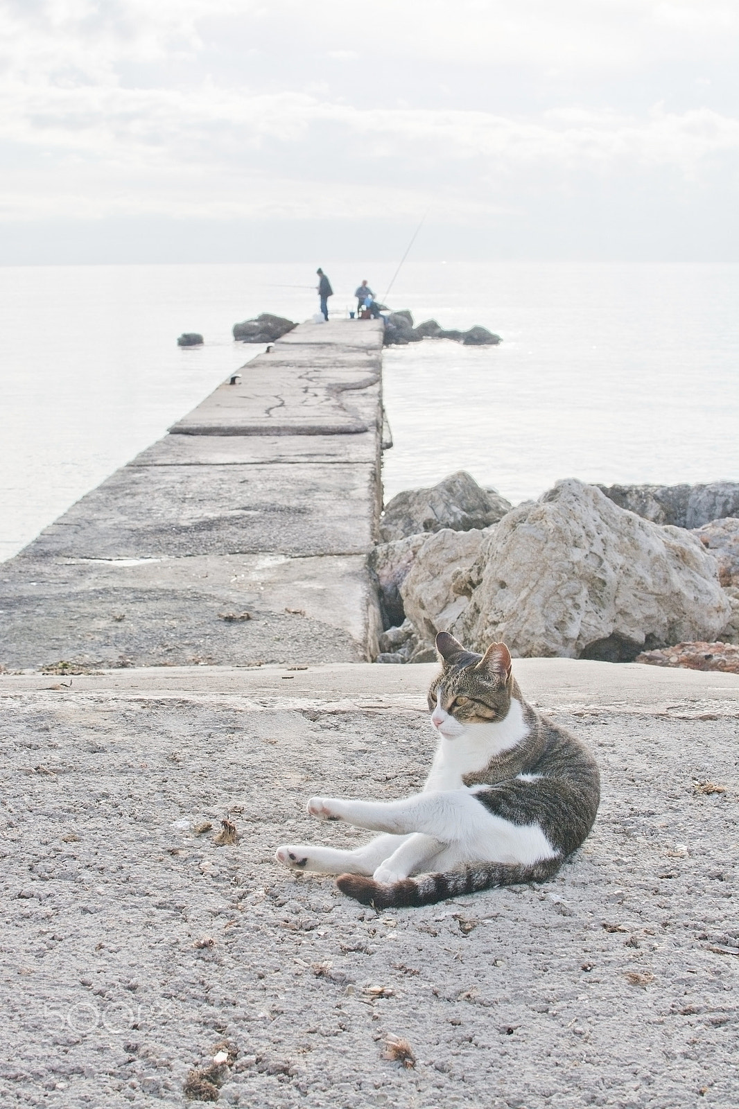Nikon D7100 sample photo. Cat and two men fishing photography