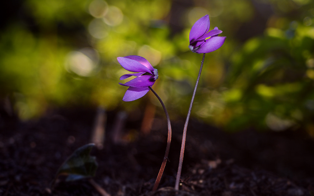 Nikon D7100 + Nikon AF Micro-Nikkor 60mm F2.8D sample photo. Aşk-love photography