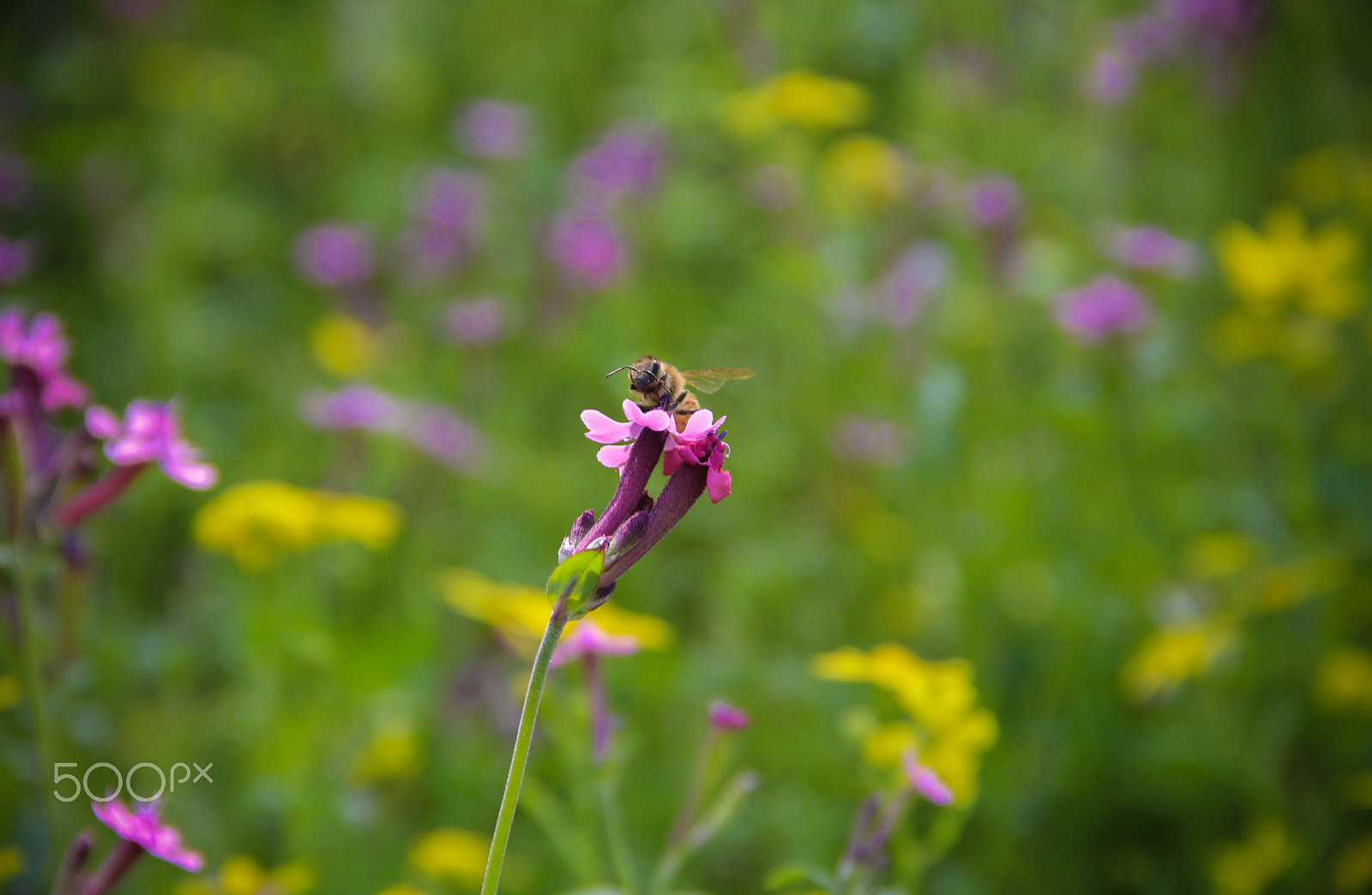 Canon EOS 650D (EOS Rebel T4i / EOS Kiss X6i) sample photo. A bee (of ) photography