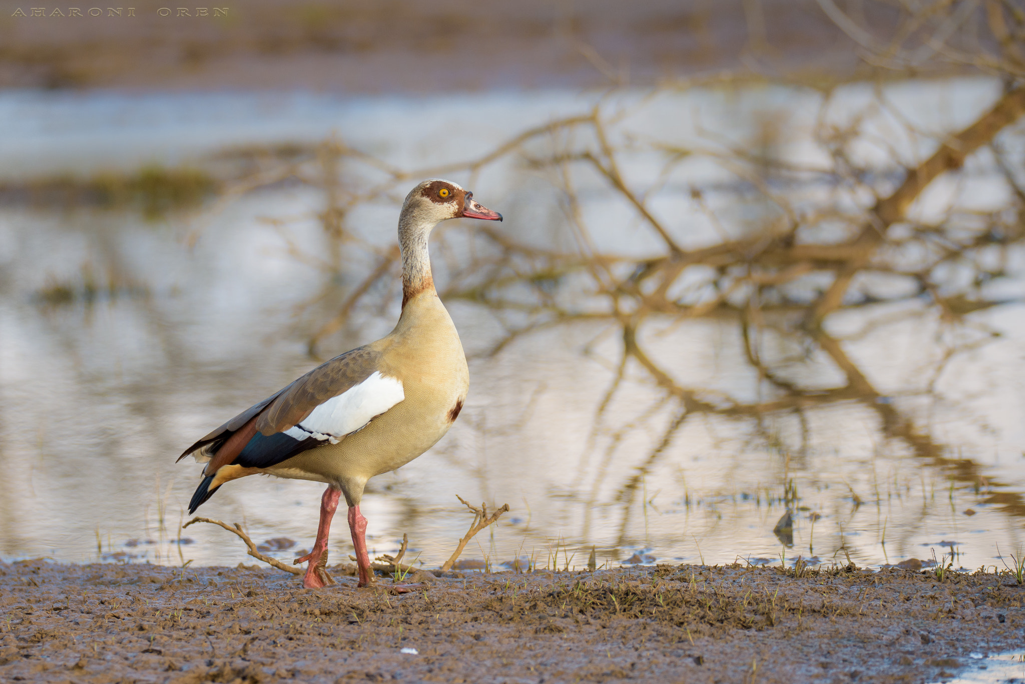 Sigma 150-600mm F5-6.3 DG OS HSM | S sample photo