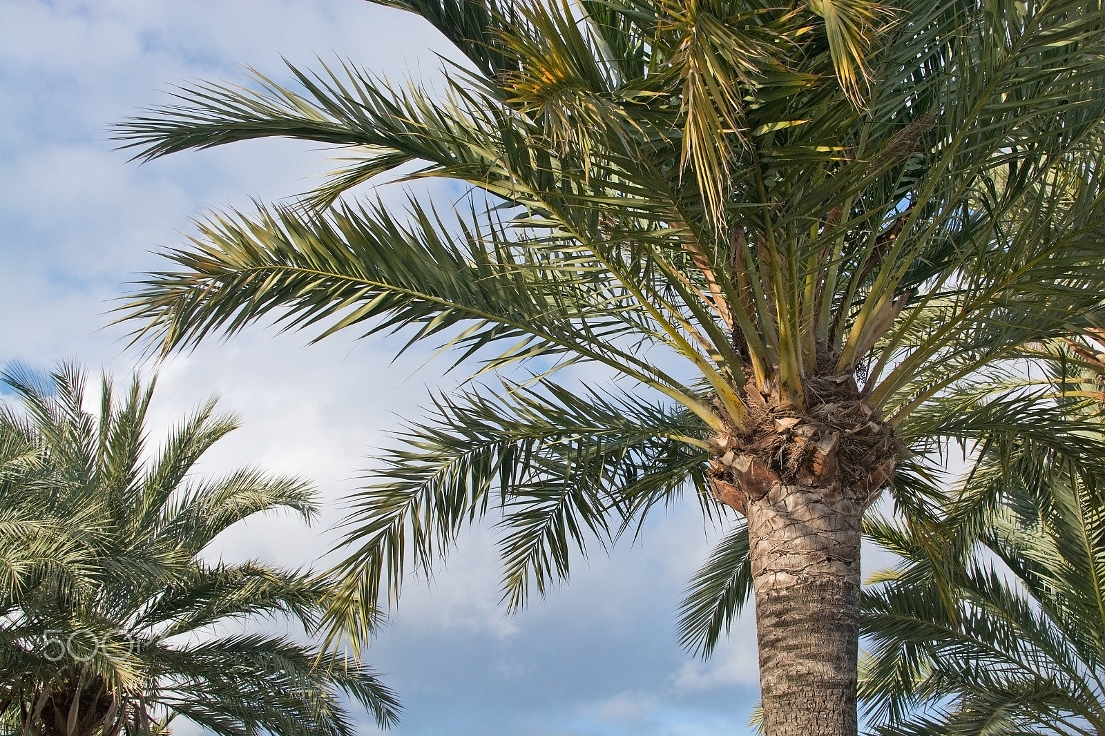 Nikon D7100 sample photo. Palm leaves sky photography