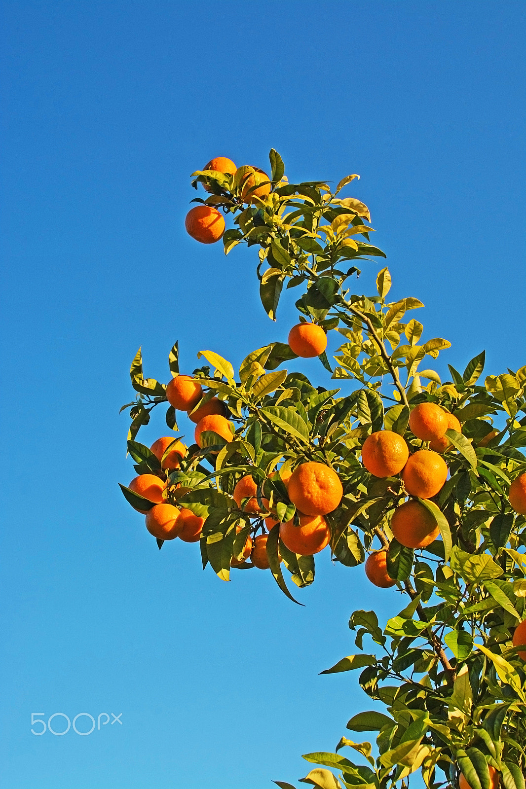 Nikon AF-S Nikkor 500mm F4D ED-IF II sample photo. Orange tree and blue sky photography