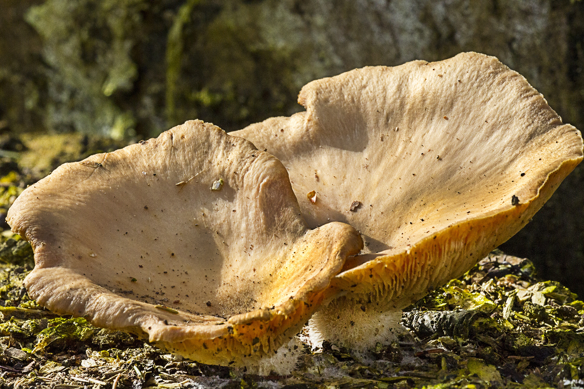 Sigma APO Macro 150mm f/2.8 EX DG HSM sample photo. Tree fungus photography