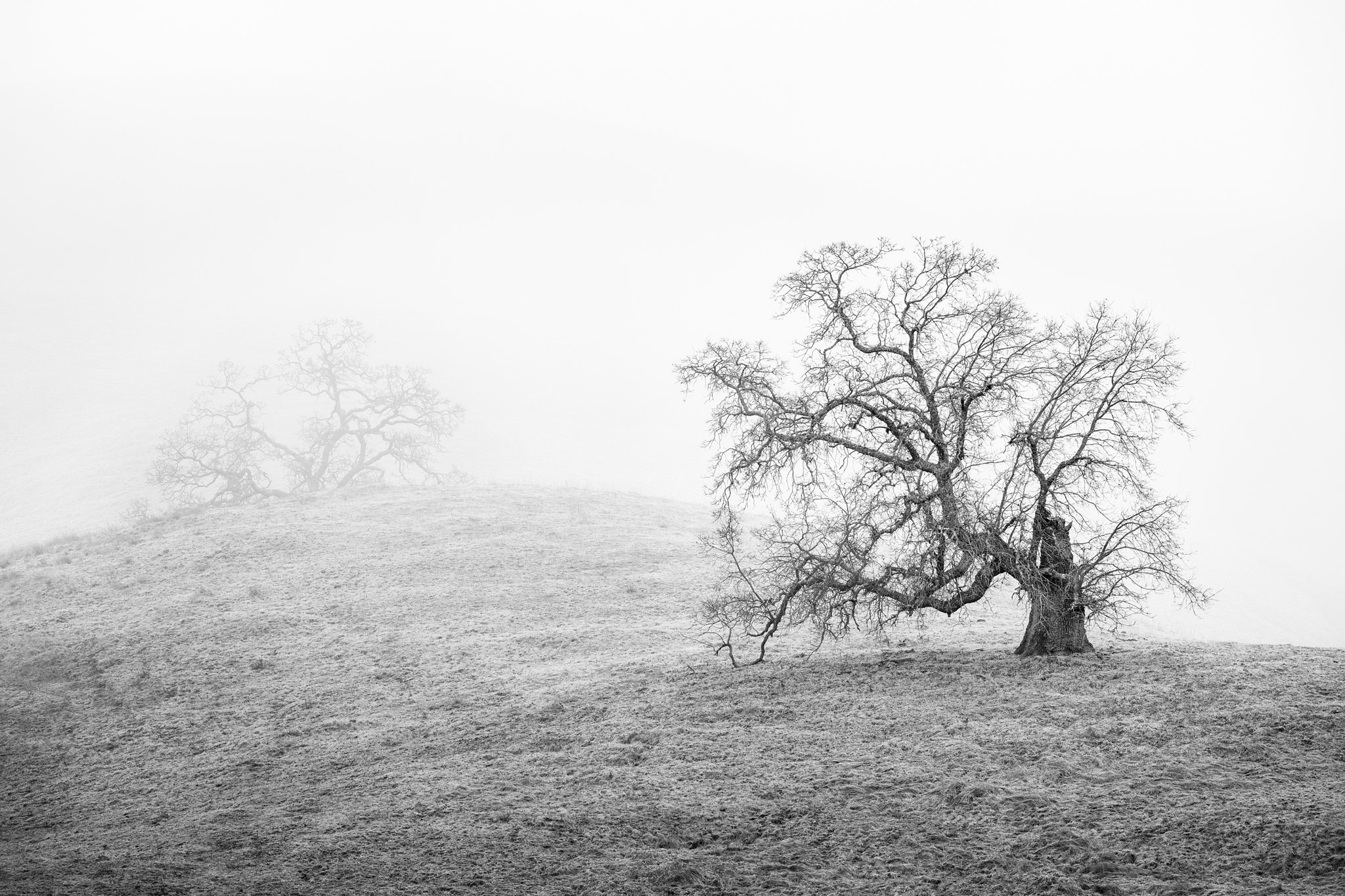 Canon EOS 5DS R + Canon EF 70-200mm F4L IS USM sample photo. Oak trees in fog - joseph d grant park photography