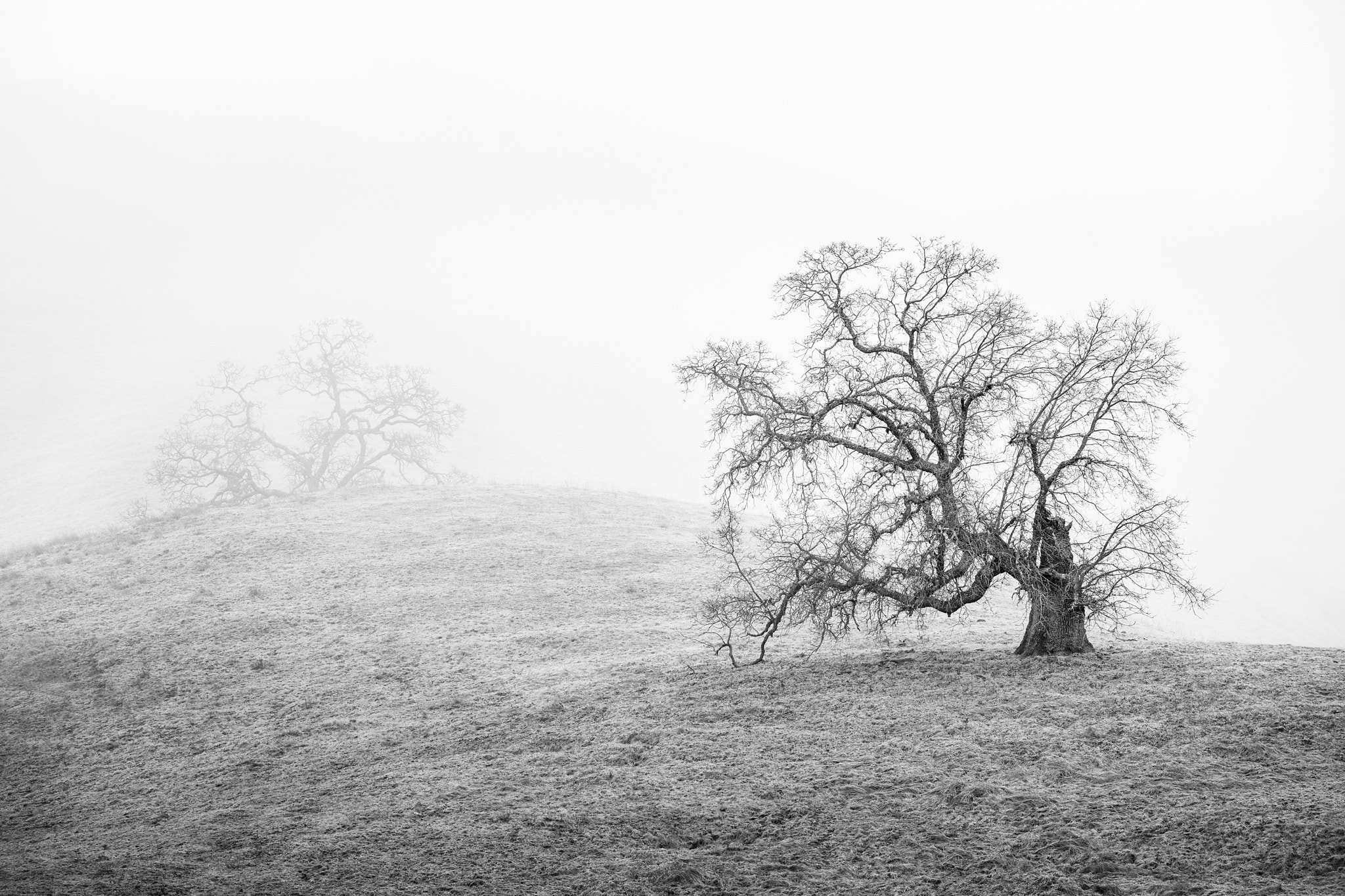 Canon EF 70-200mm F4L IS USM sample photo. Oak trees in fog - joseph d grant park photography