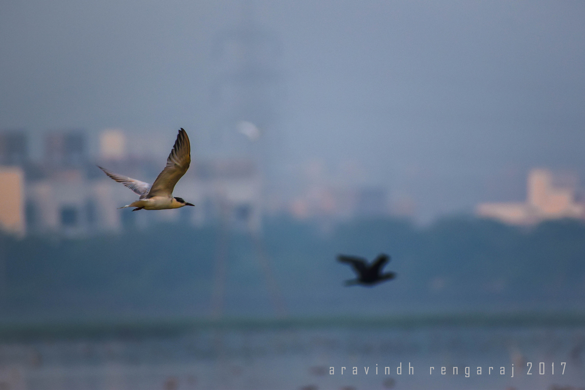 Nikon D5300 + Sigma 70-300mm F4-5.6 DG OS sample photo. Shoot the bird, but not with the gun photography