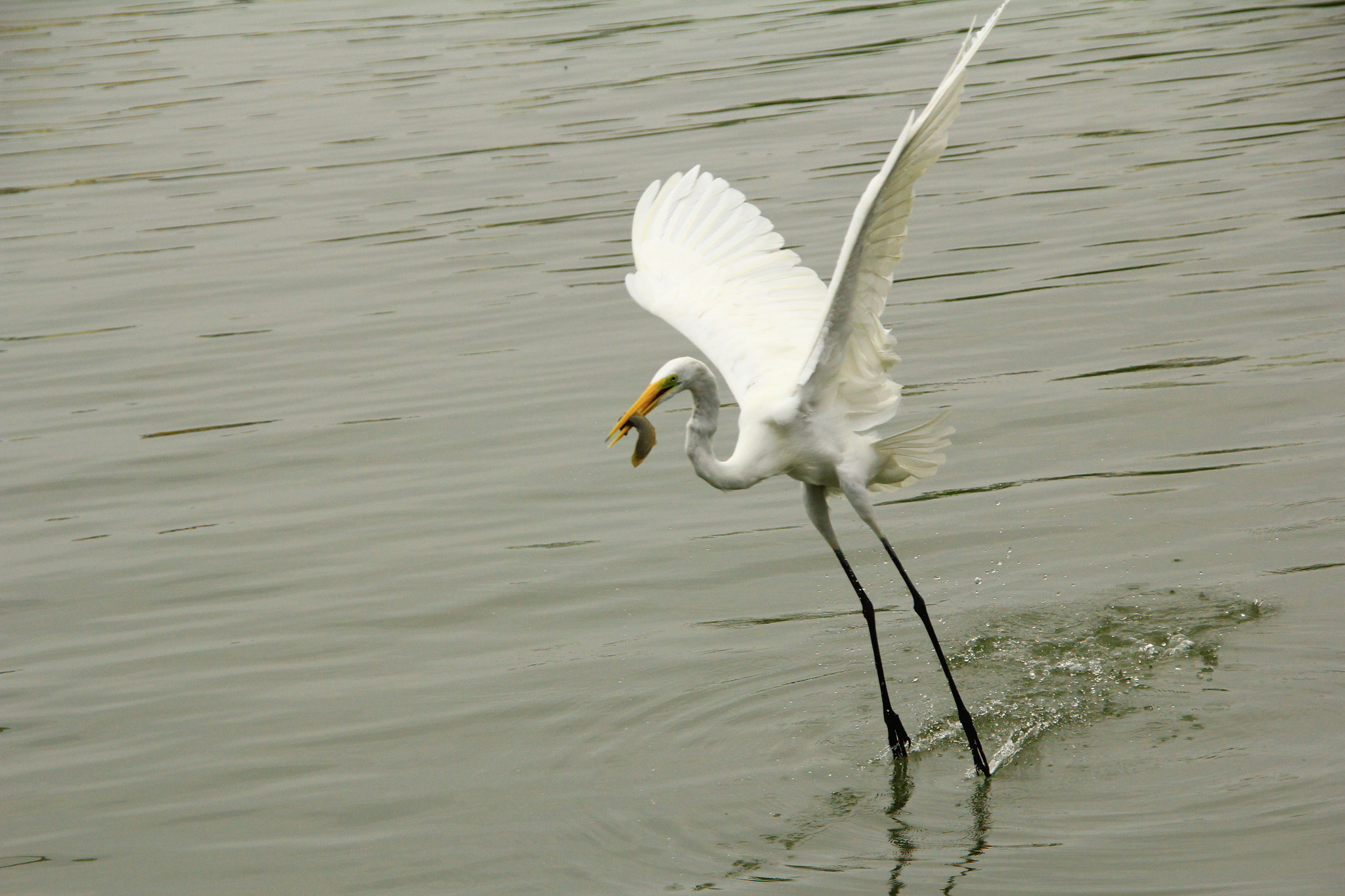 Canon EOS 60D sample photo. Surfing on sanya river（sanya,china） photography